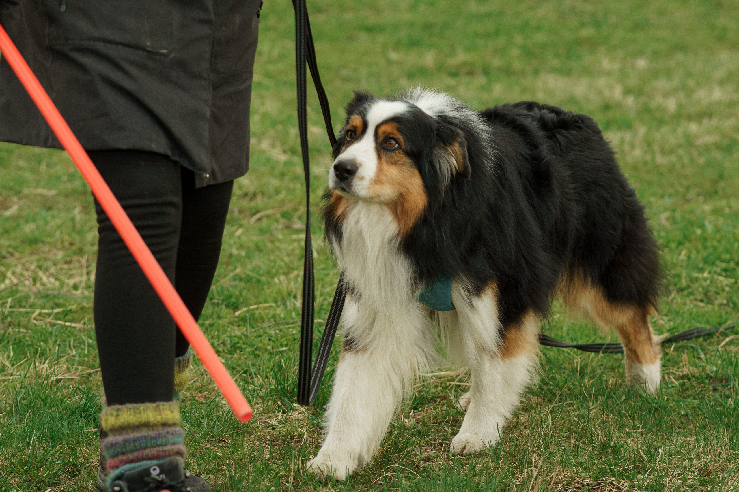 Herding Days, 26 apr. 2025. Kat Laisaar — Pet photographer in Tallinn