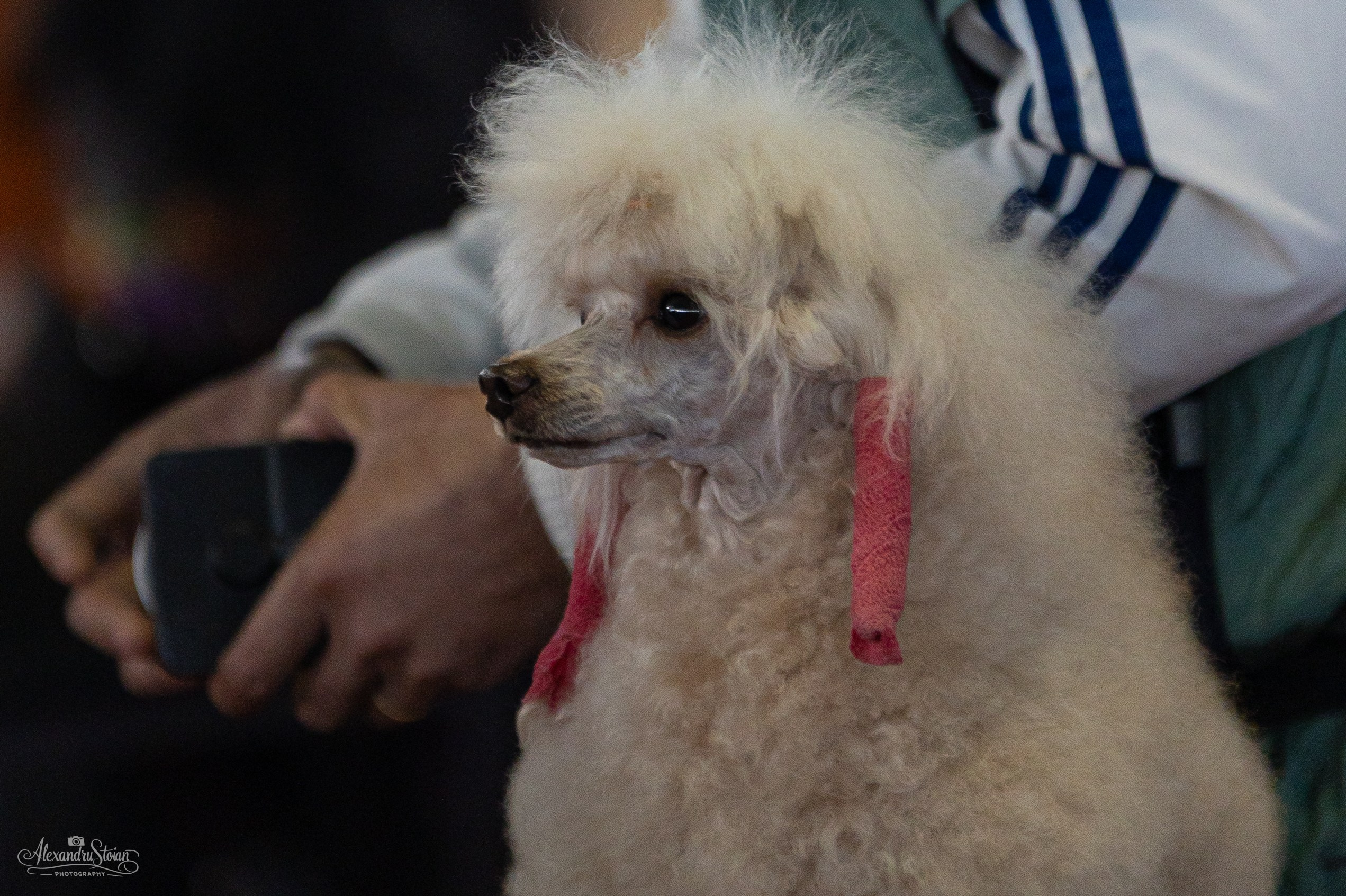 Pet EXPO. Http://www.alexphoto.ro