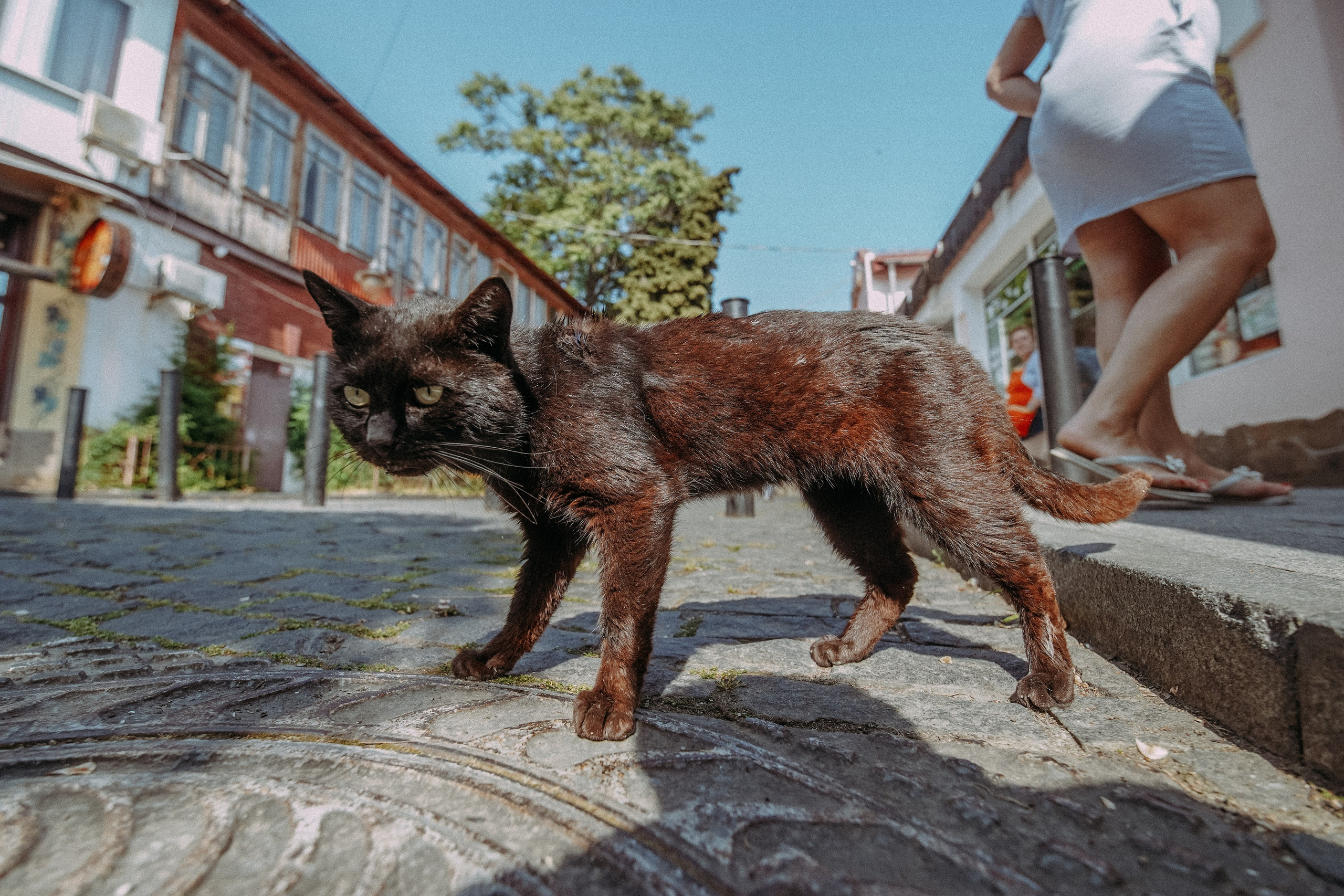 Кот шпедингера. Стрит-фотография, полная абсурда, идиотизма и красоты