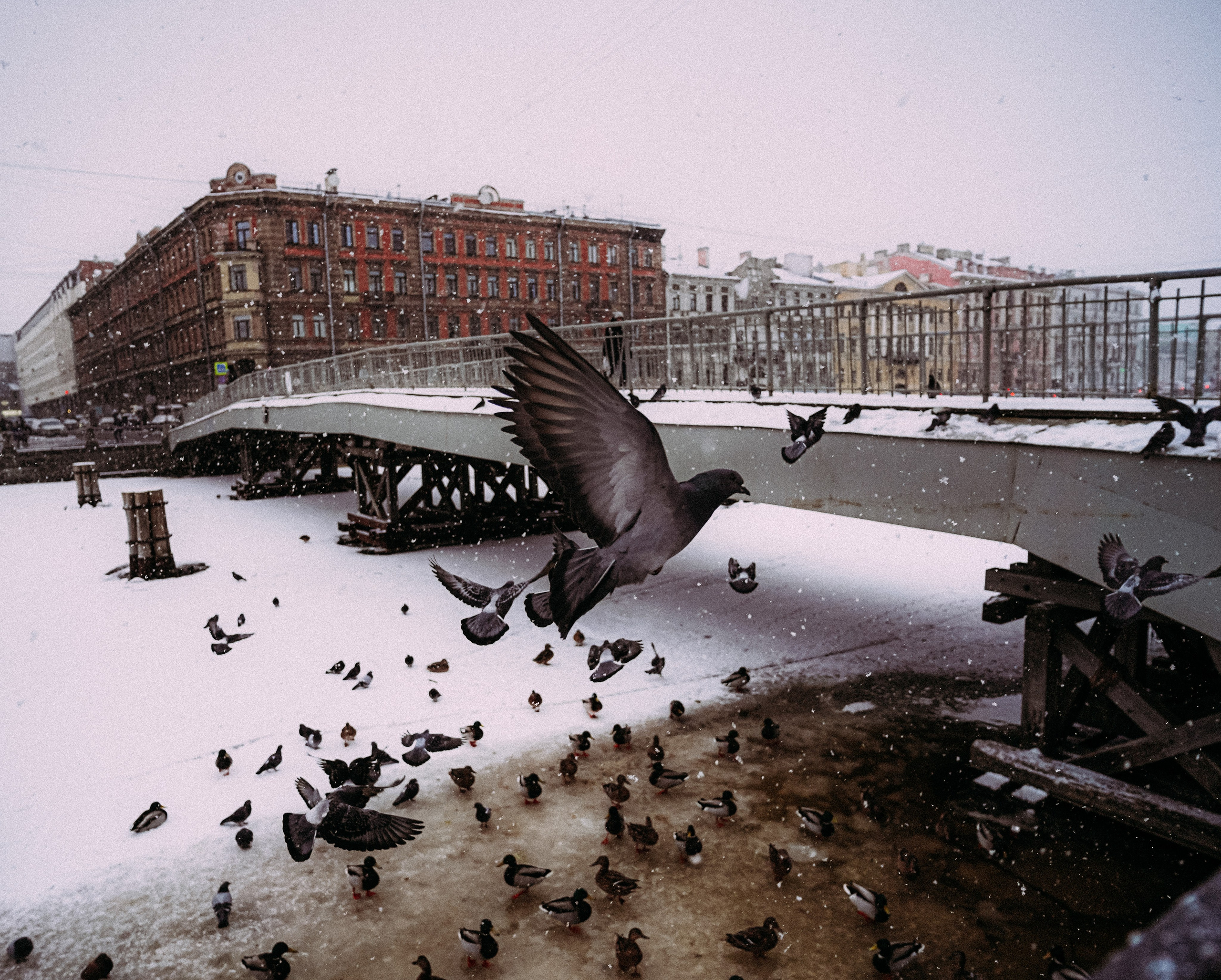 Пернатый психоз. Стрит-фотография, полная абсурда, идиотизма и красоты