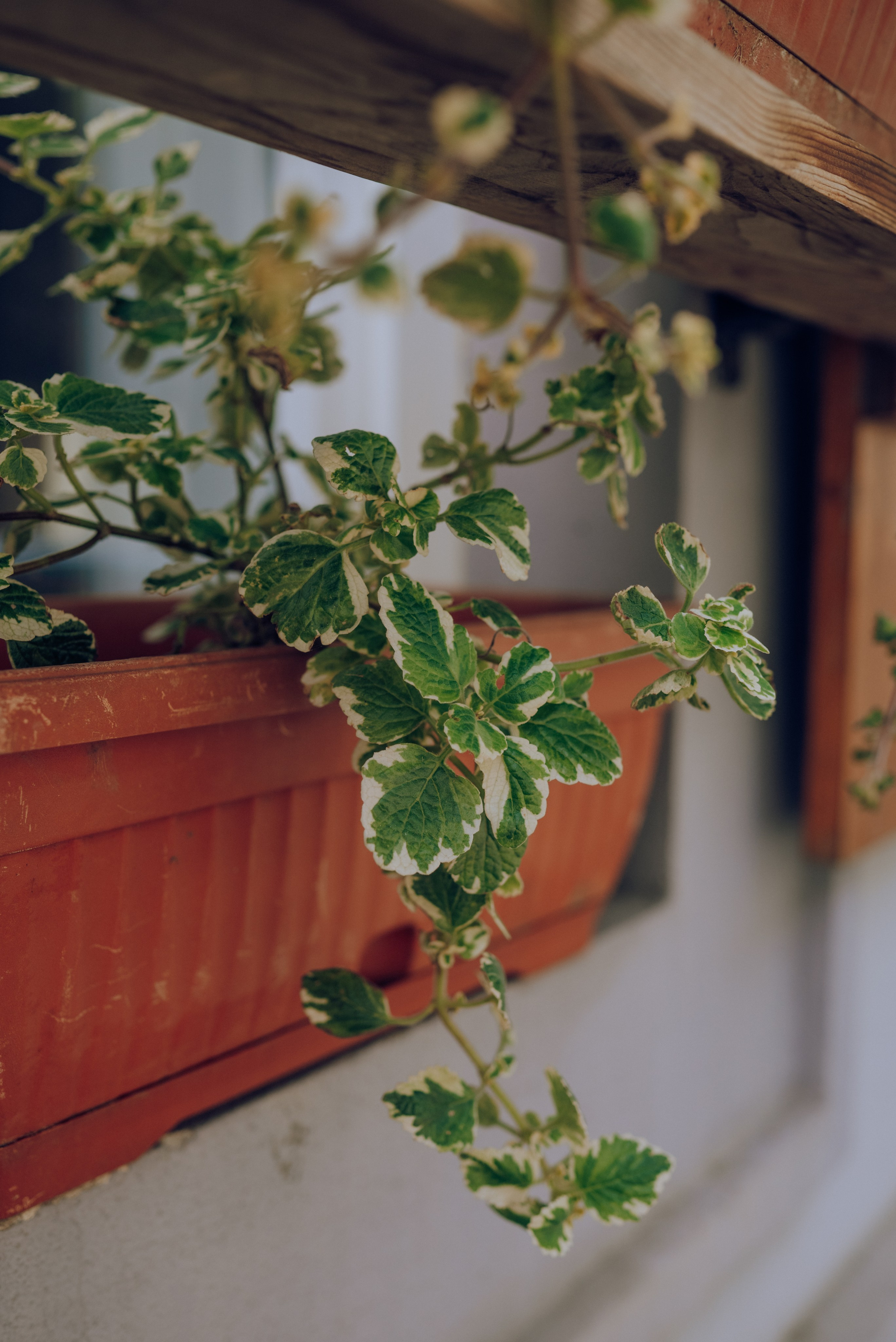 J.R.V. Семейный фотограф. Сербия. Нови-Сад. Белград