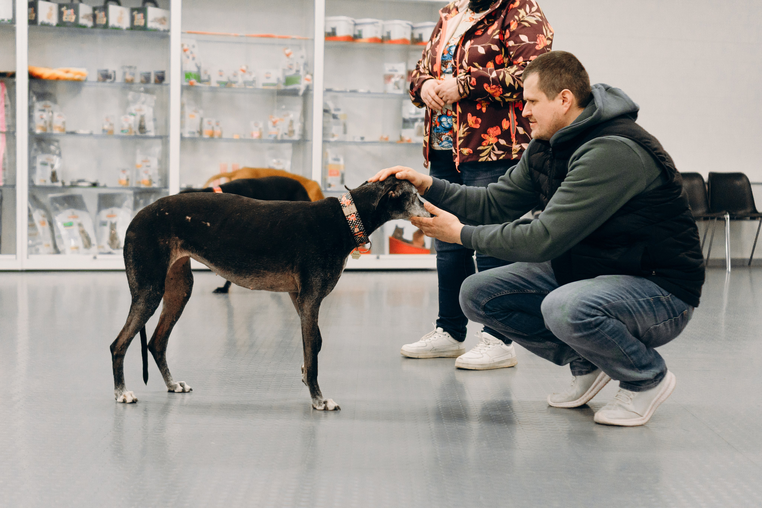GalgoTreff / PetCity Rannamõisa, 13 apr. 2025. Kat Laisaar — Pet photographer in Tallinn