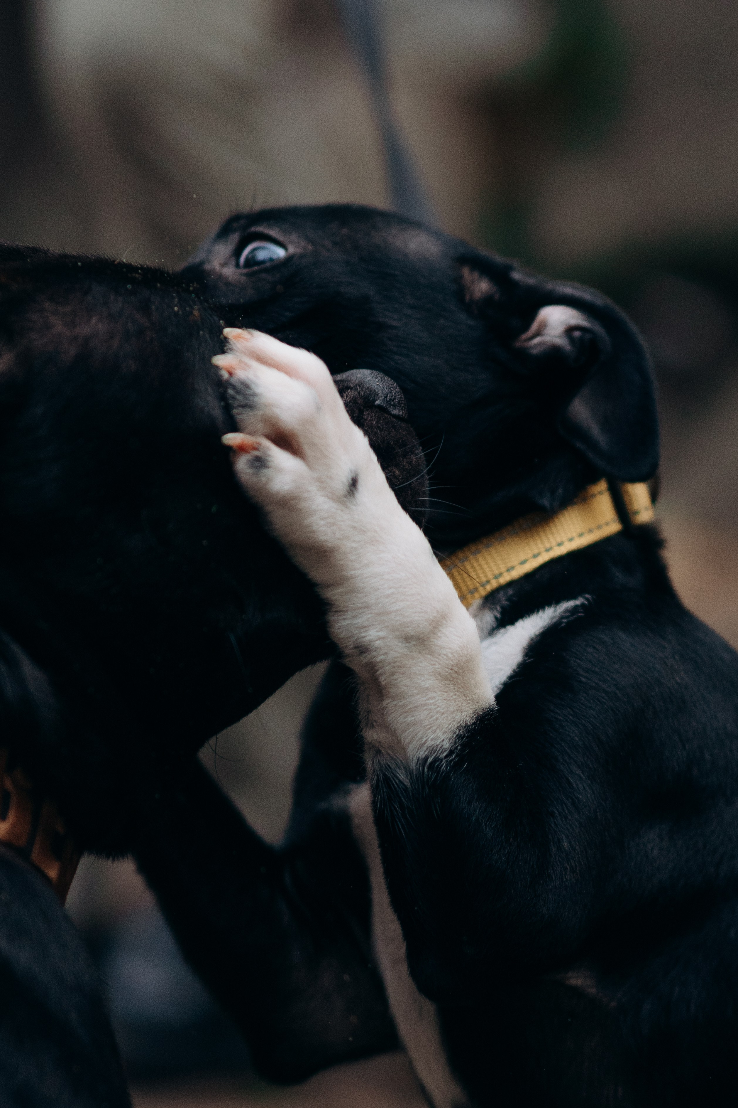 Staffordshire Bull Terriers Meetup. Kat Laisaar — Pet photographer in Tallinn