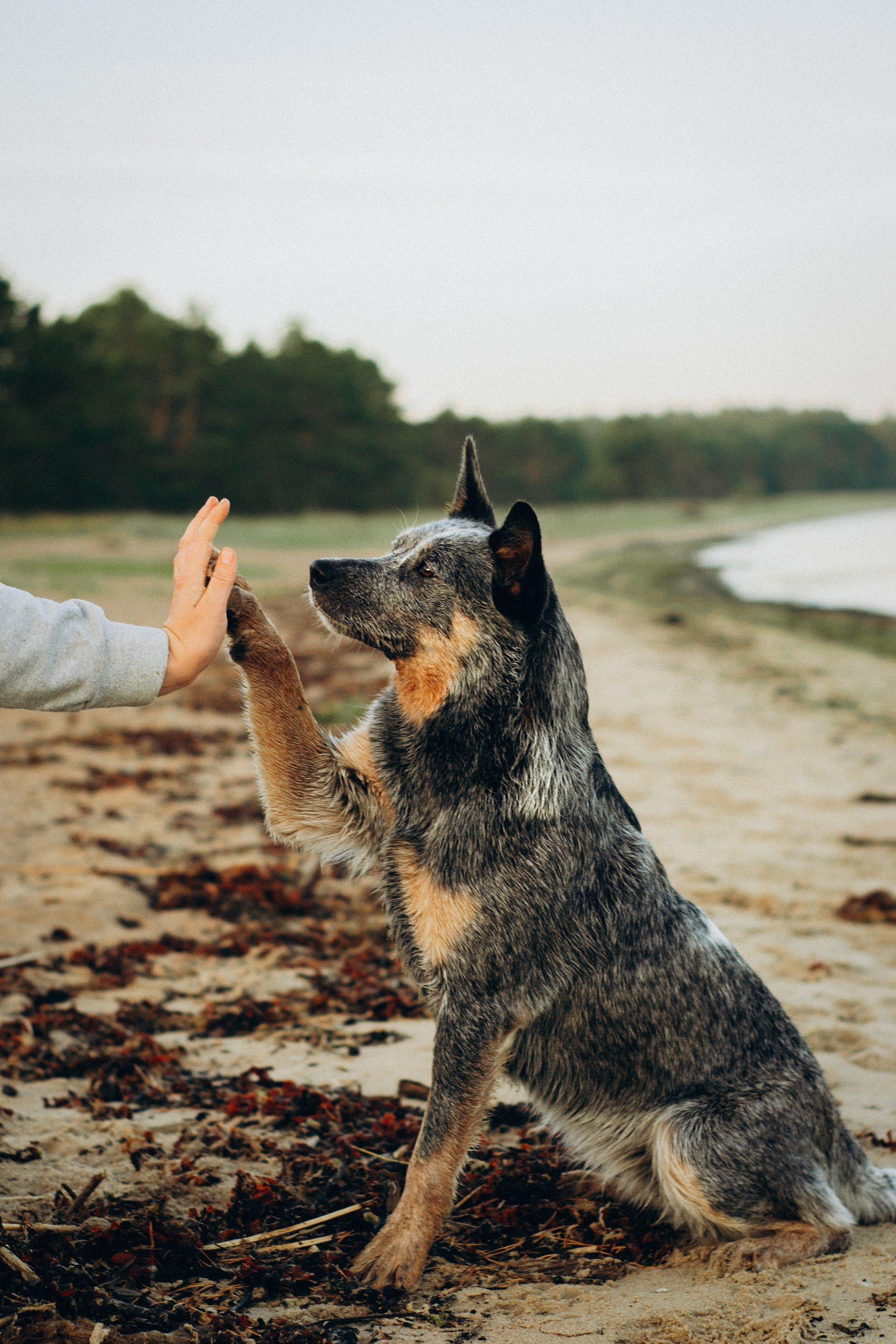 Dakota, Australian Cattle Dog. Kat Laisaar — Pet photographer in Tallinn