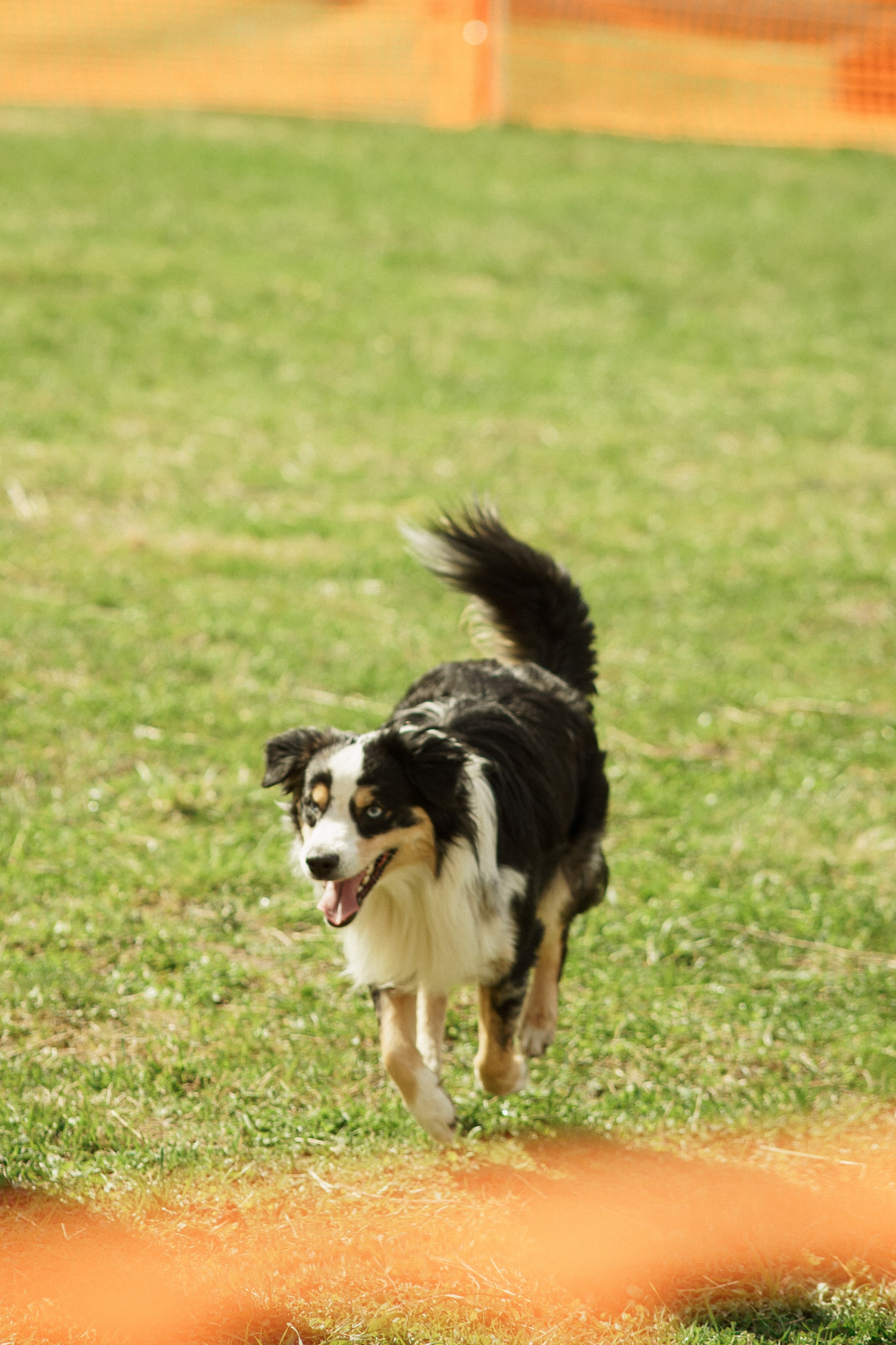 Herding Days, 26 apr. 2025. Kat Laisaar — Pet photographer in Tallinn