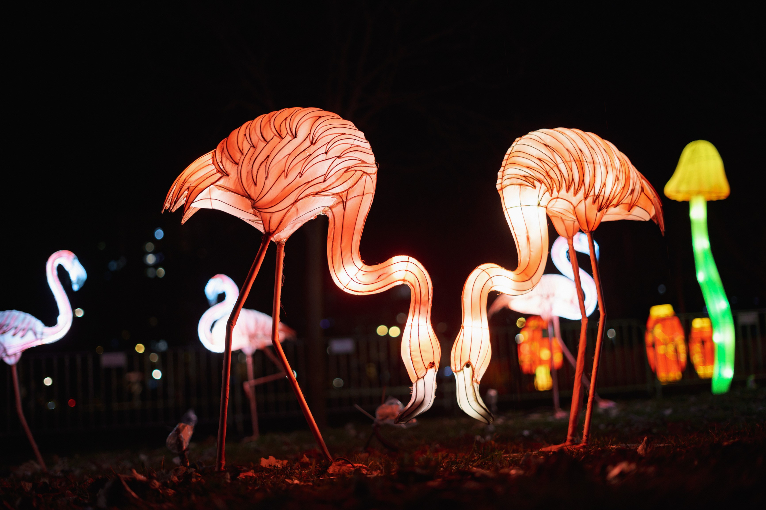 Svecano otvaranje Kineskog festivala svetla u Novom Sadu. Žukov Studio