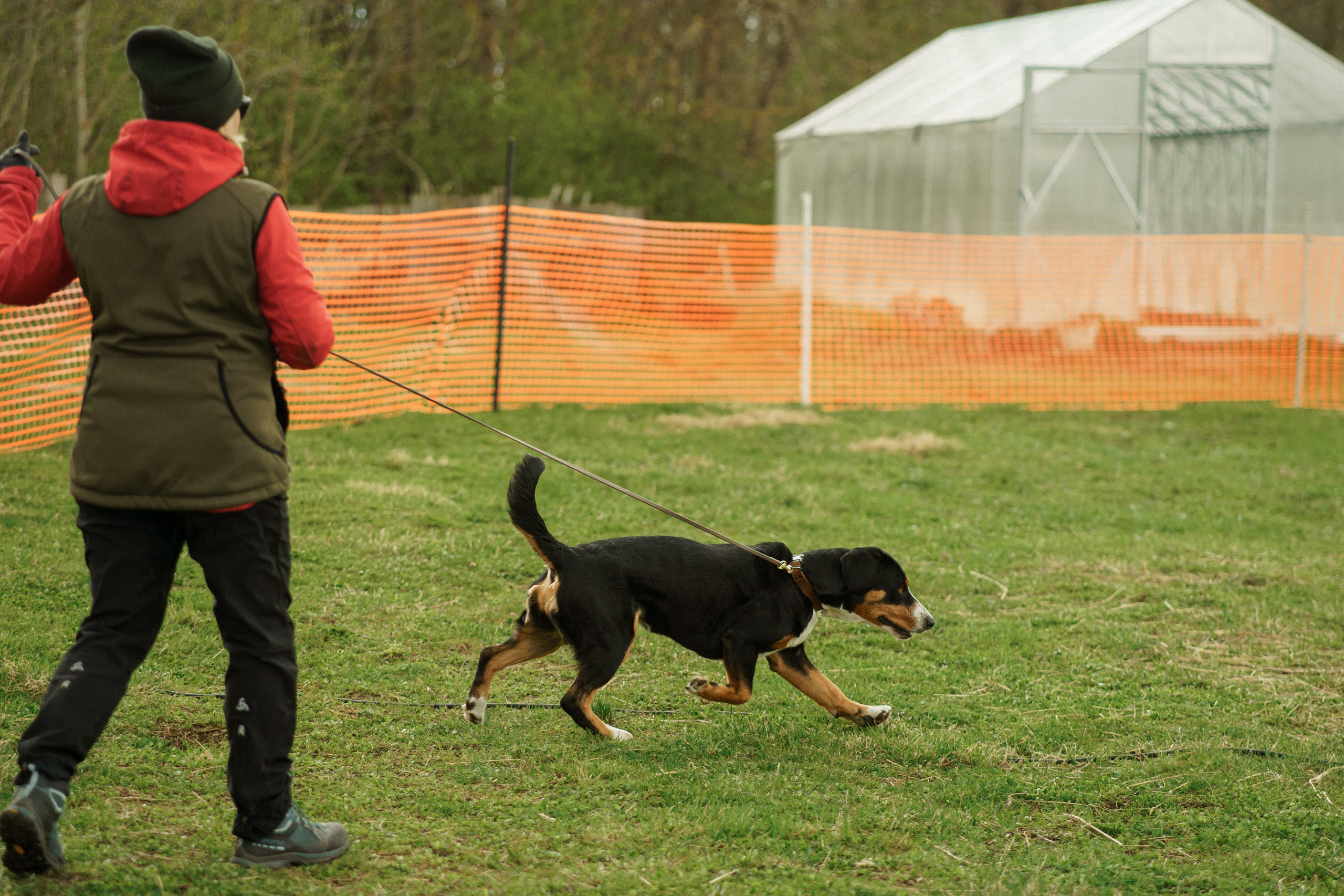 Herding Days, 26 apr. 2025. Kat Laisaar — Pet photographer in Tallinn