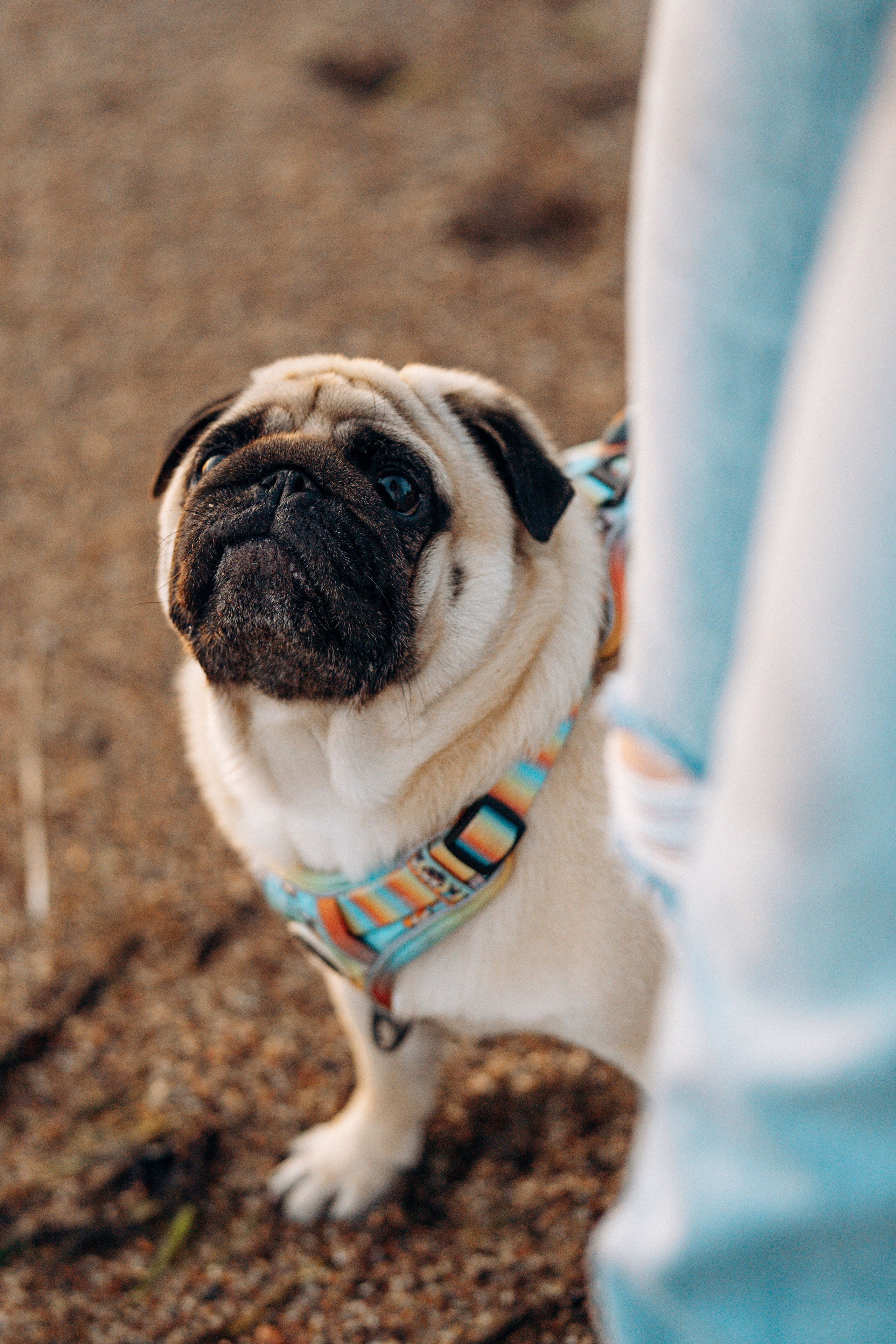 Frank, Tony, Katerina & Lev. Kat Laisaar — Pet photographer in Tallinn