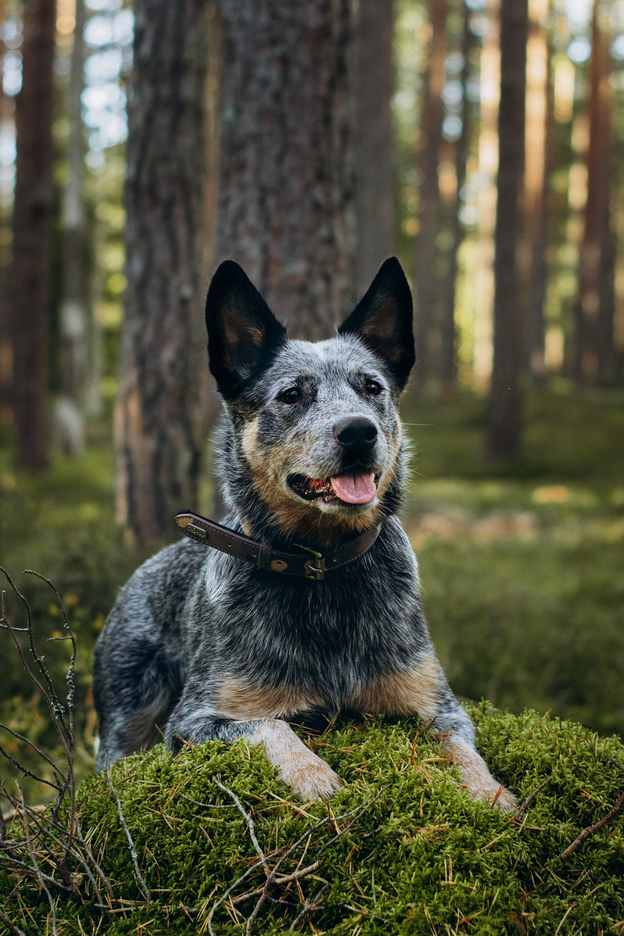 Polina and her Dakota, Blue Heeler. Kat Laisaar — Pet photographer in Tallinn