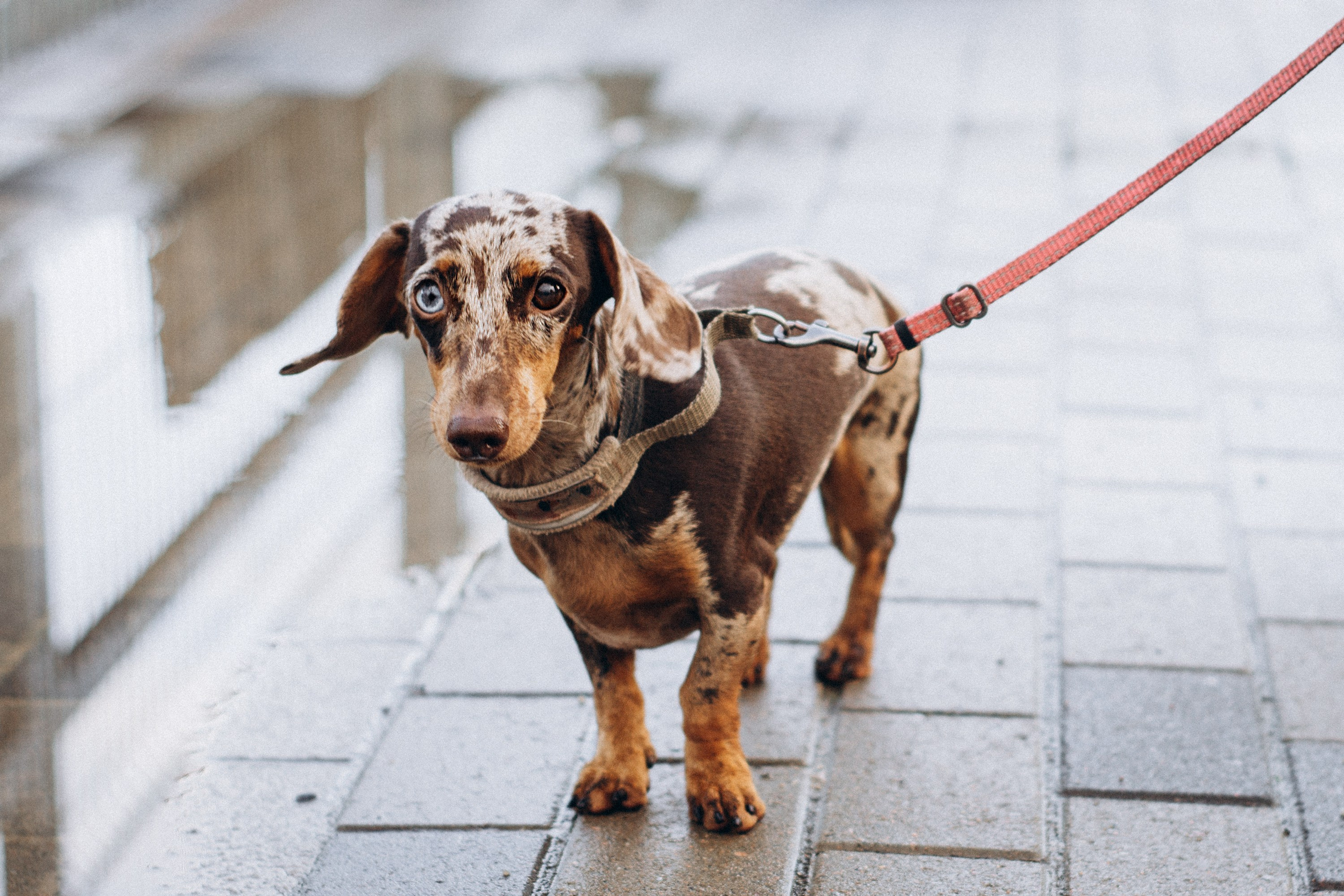 Dog Street Photography in Estonia. Kat Laisaar — Pet photographer in Tallinn