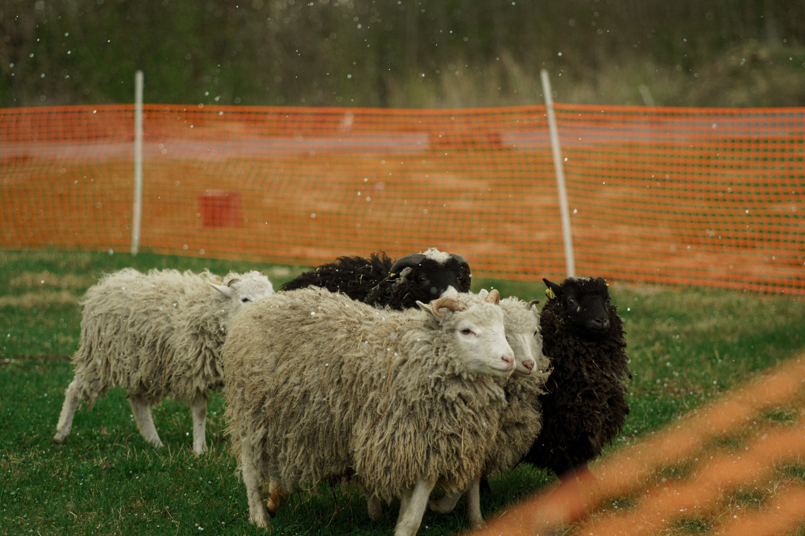 Herding Days, 26 apr. 2025. Kat Laisaar — Pet photographer in Tallinn