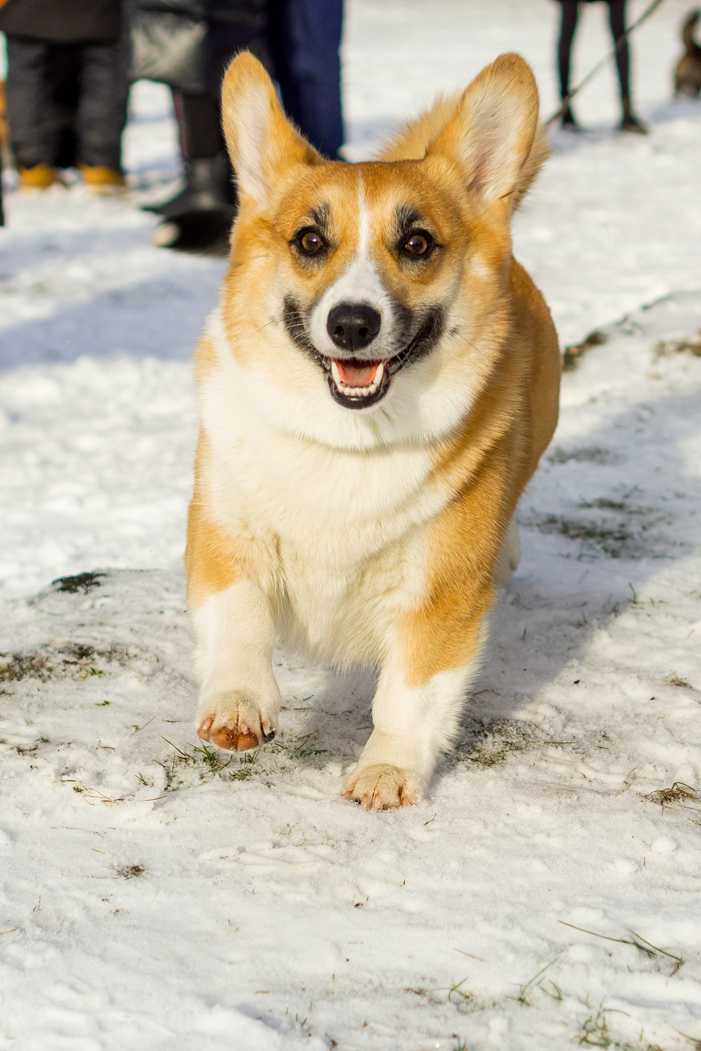 Corgi party, 23 feb. 2025. Kat Laisaar — Pet photographer in Tallinn