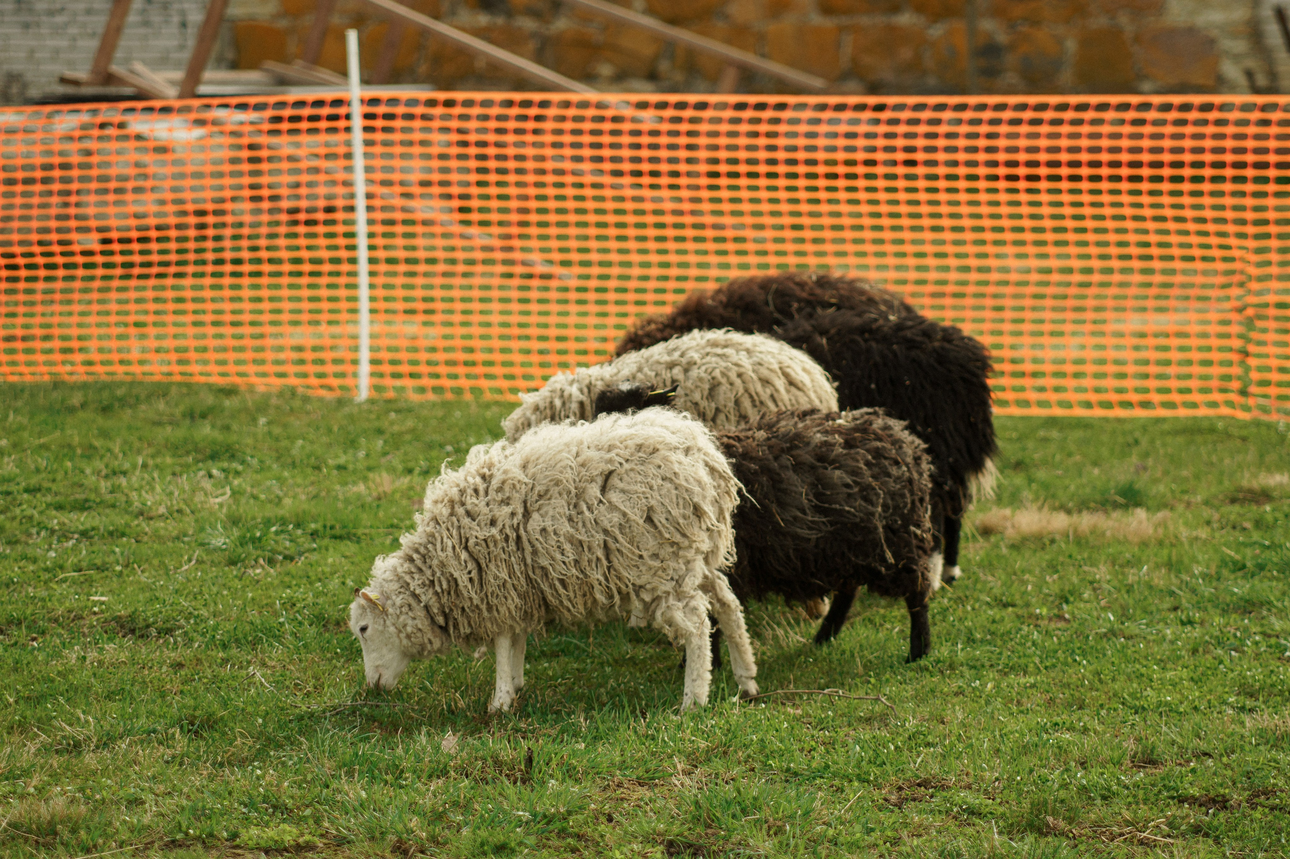 Herding Days, 26 apr. 2025. Kat Laisaar — Pet photographer in Tallinn
