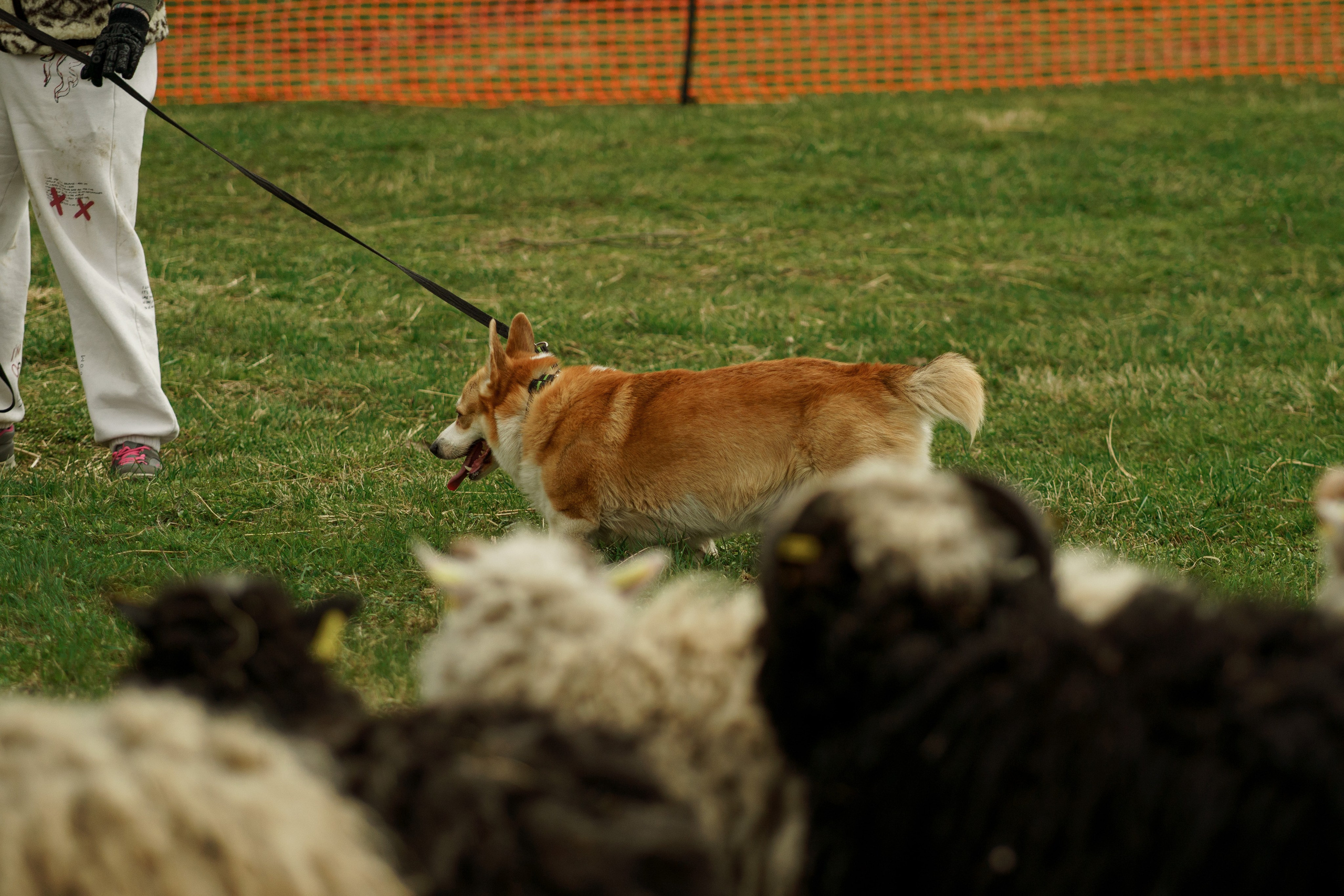 Herding Days, 26 apr. 2025. Kat Laisaar — Pet photographer in Tallinn