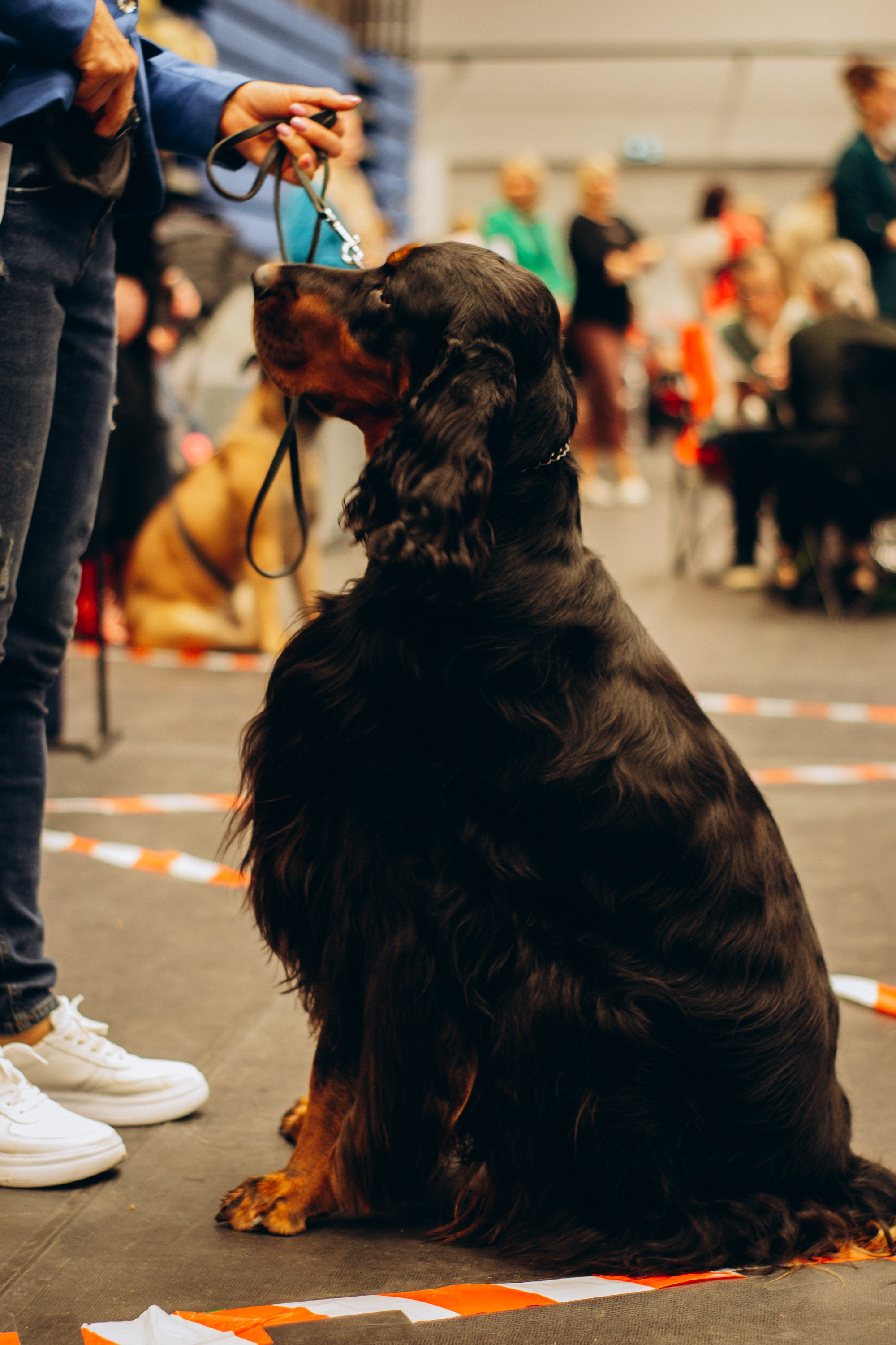 Rakvere Dog Show. Kat Laisaar — Pet photographer in Tallinn