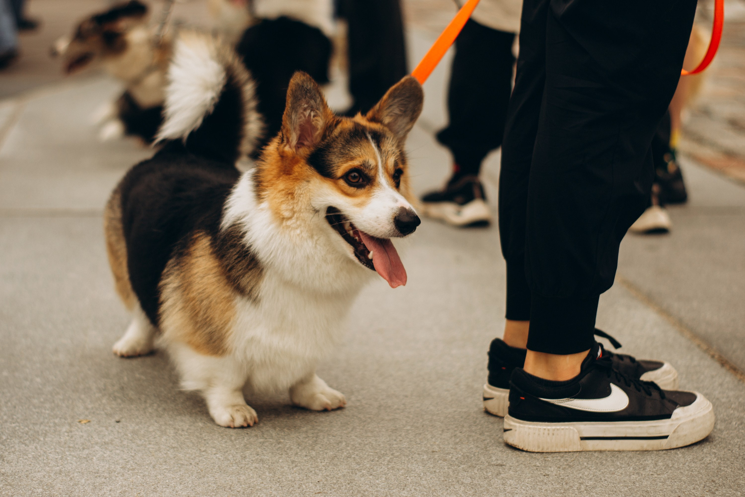 Corgi party, september. Kat Laisaar — Pet photographer in Tallinn