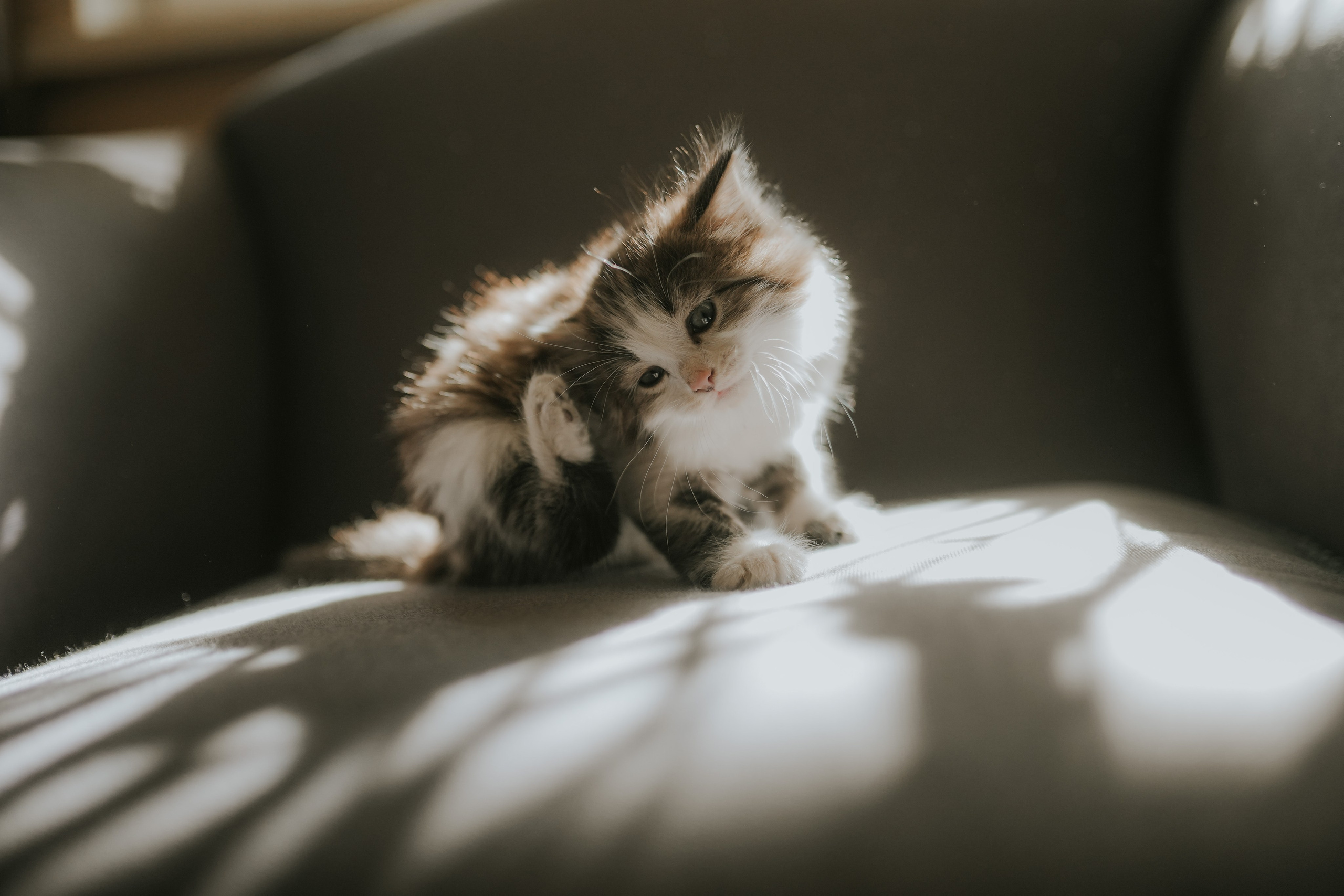 Кот шпедингера. Стрит-фотография, полная абсурда, идиотизма и красоты