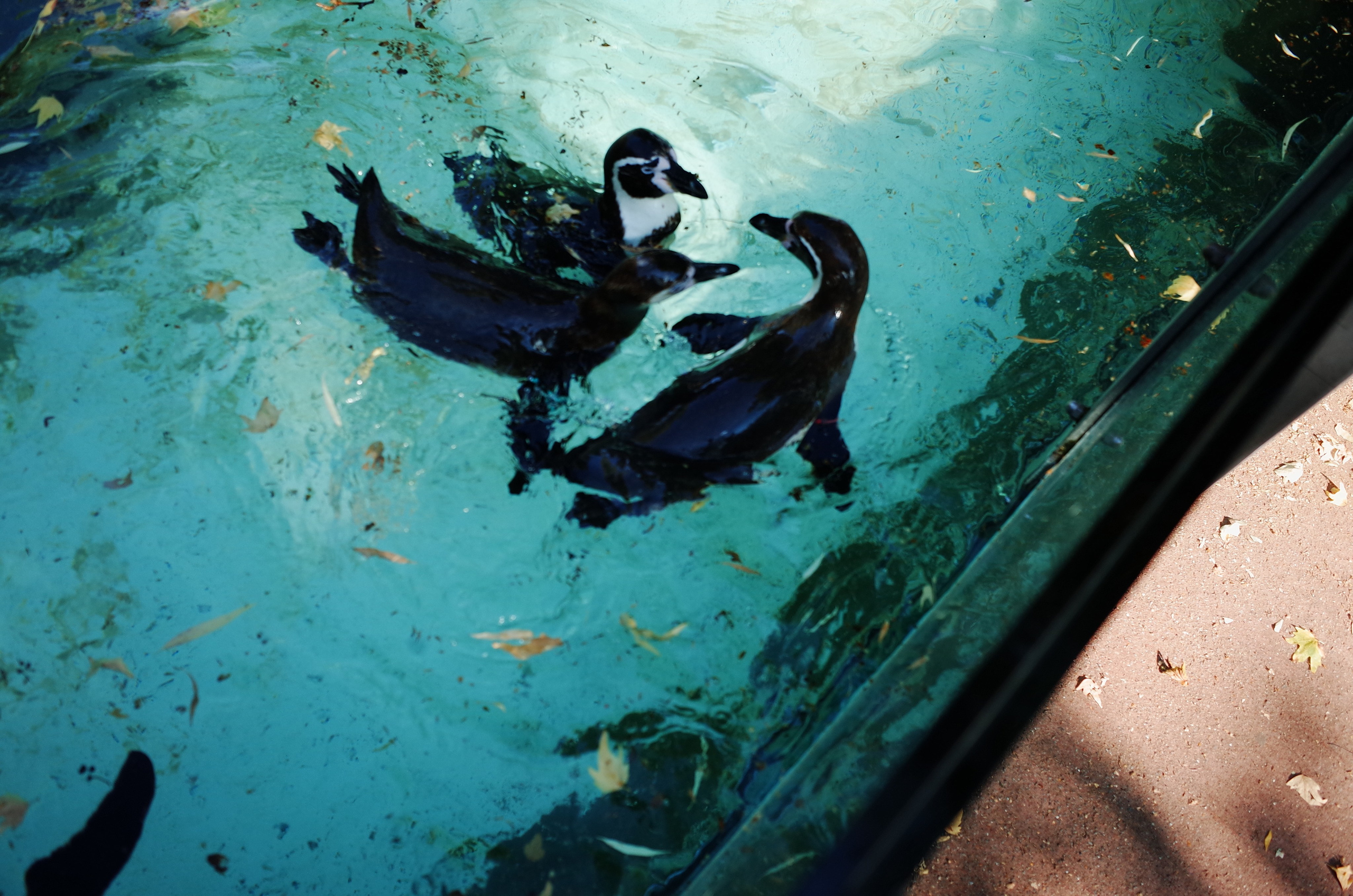 Little penguins. London zoo. Victoria Dini Photography