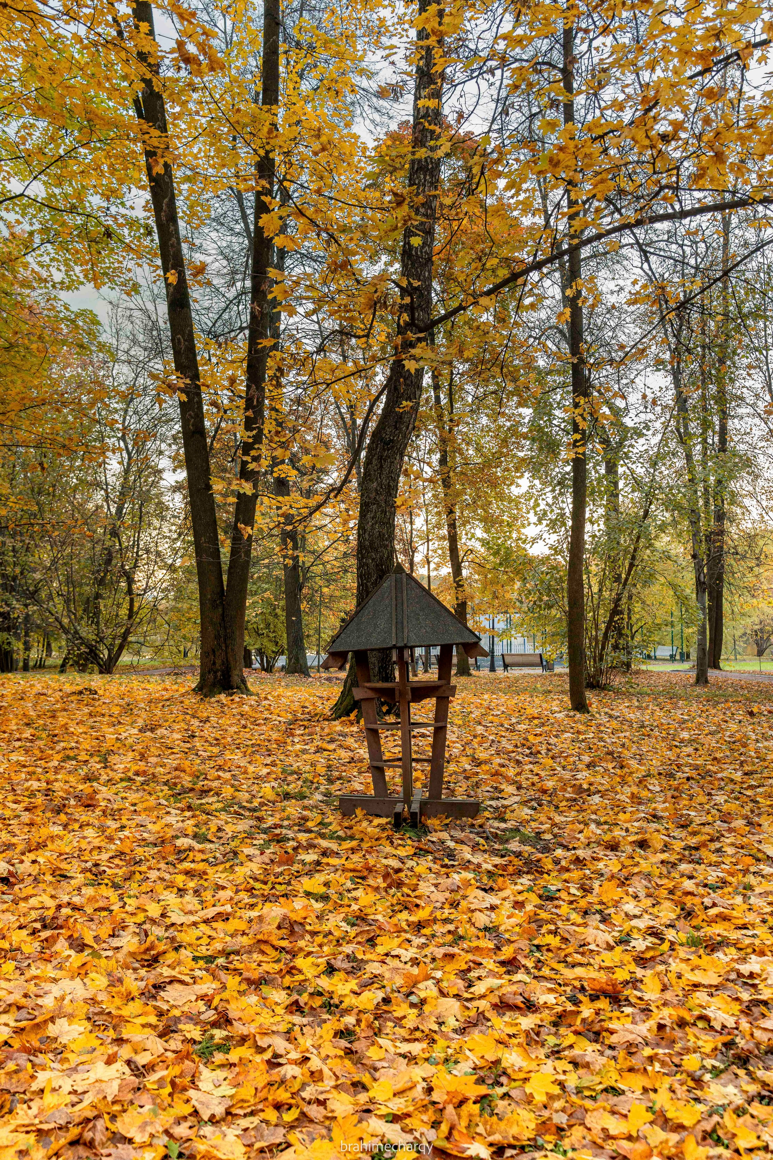 Фото. Брахим — фотограф
