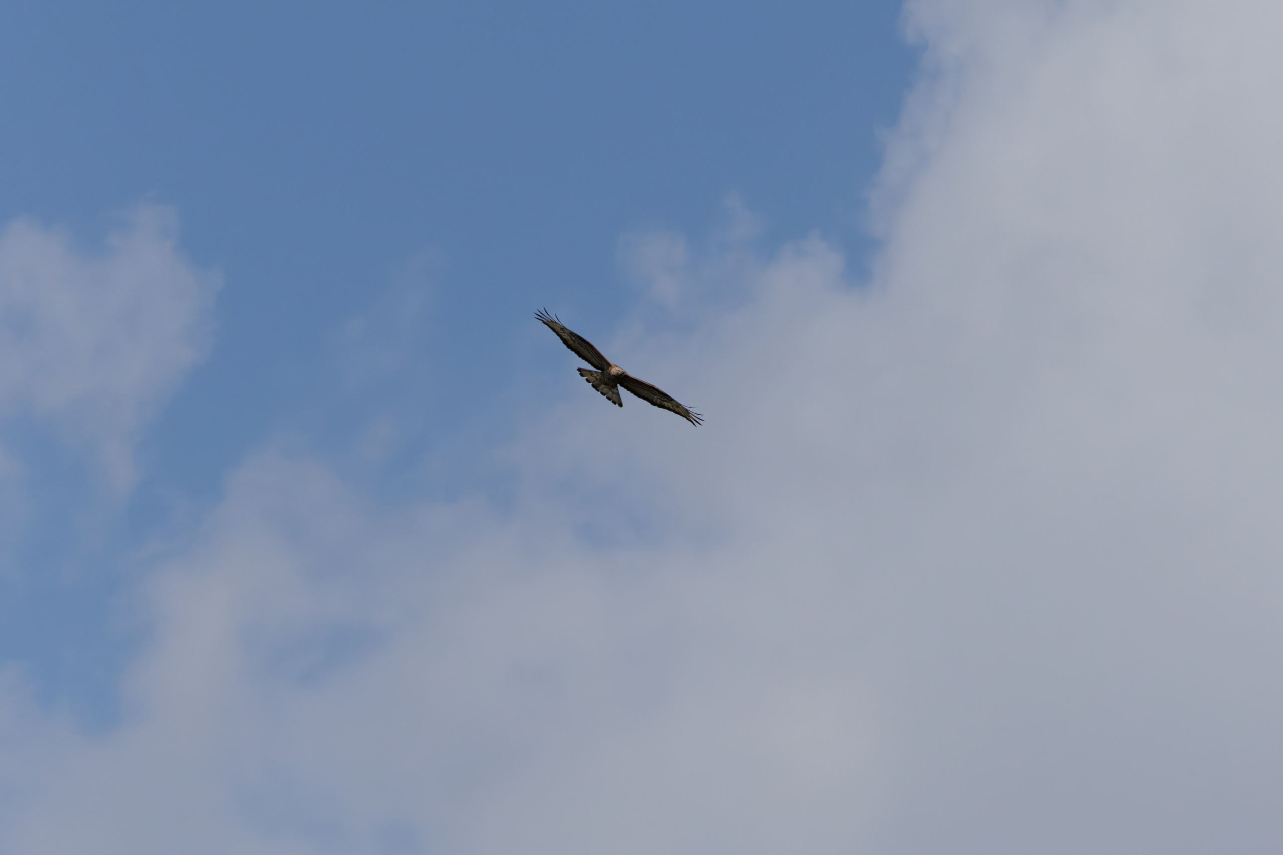 გასეირნება წავკისიდან ვაკის პარკამდე. FramefreeMan