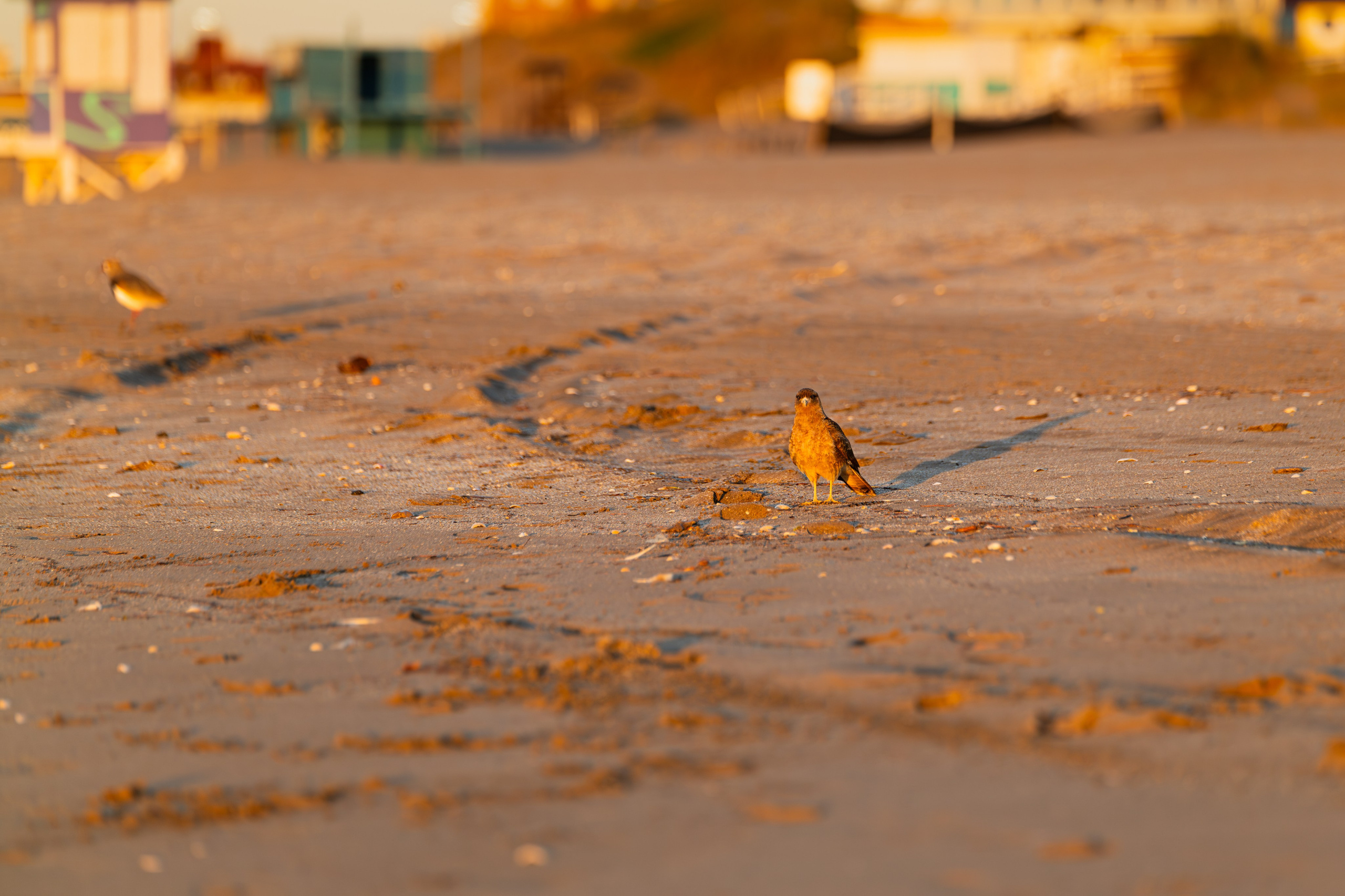 WildLife. Фотограф в Буэнос-Айресе