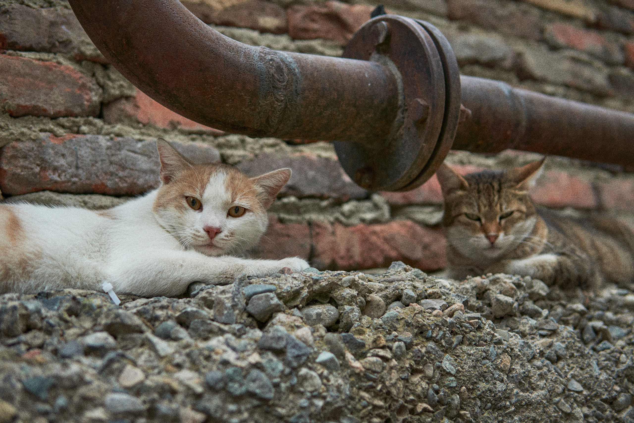 Tbilisi, August. Дарья Филькова — фотограф и видеограф в Тбилиси, Грузия