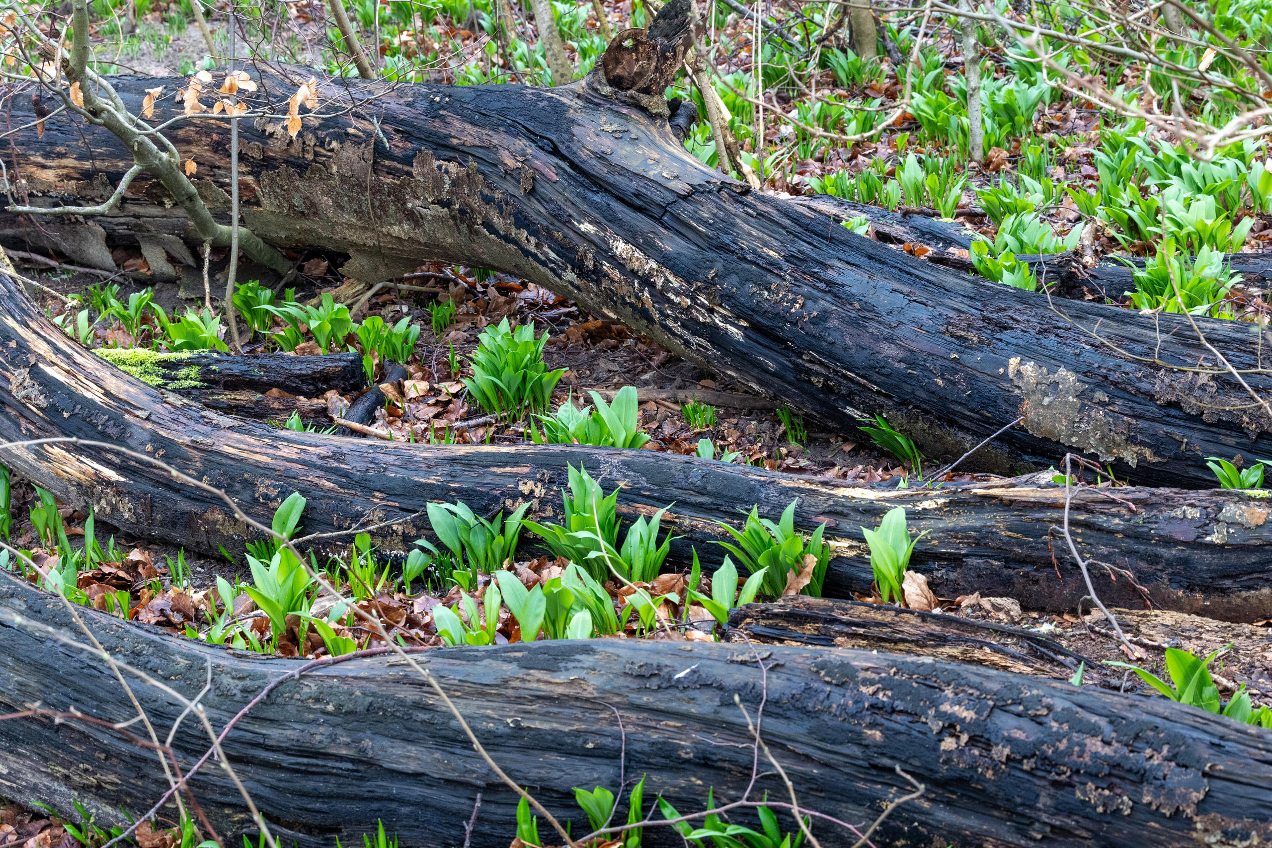Forår. Fotograf Aarhus | Portrætfoto Århus | Flotte billeder