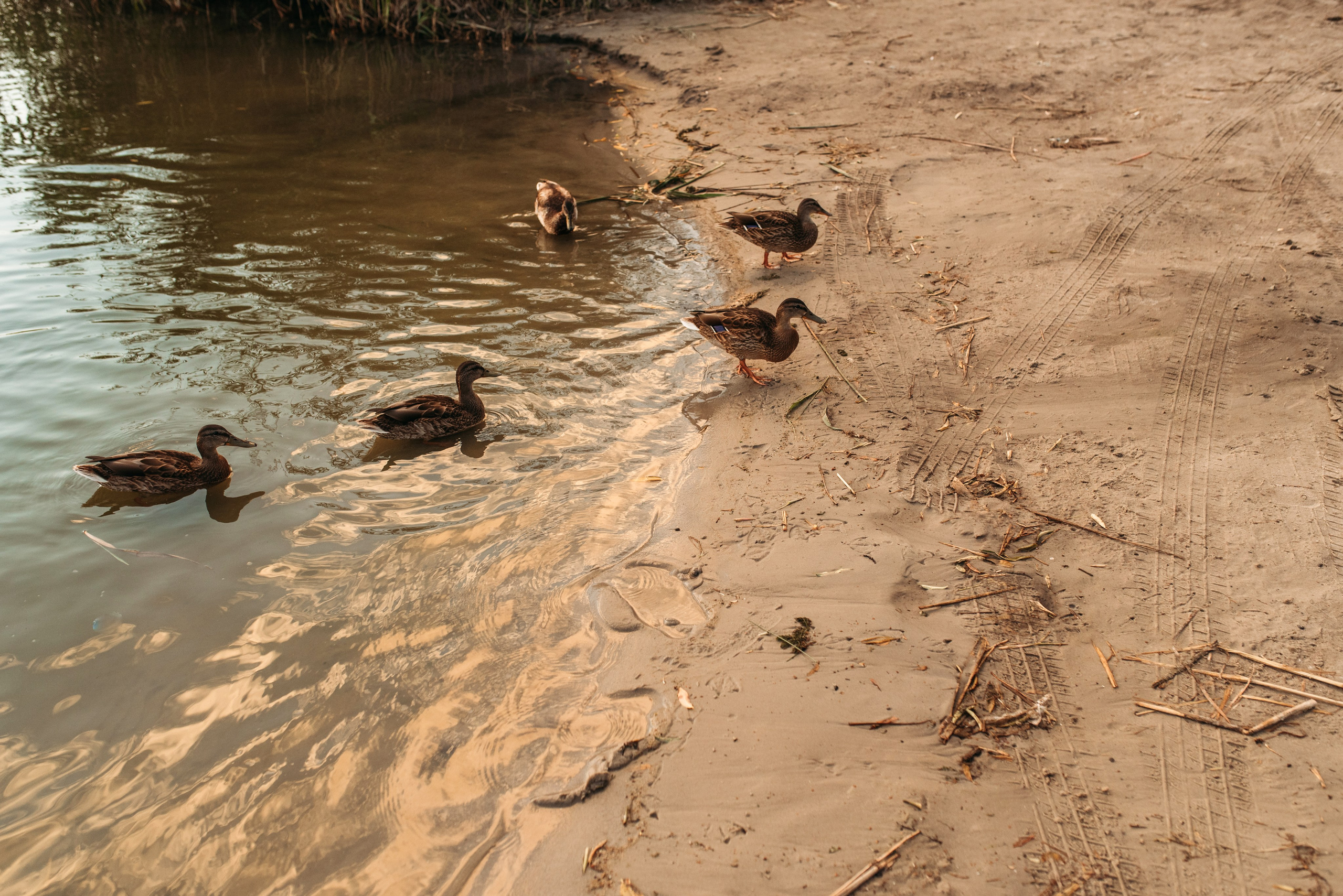 Marina & Artem & Timur. Familien- und Hochzeitsfotografin. Ich arbeite in Koblenz und Rheinlan