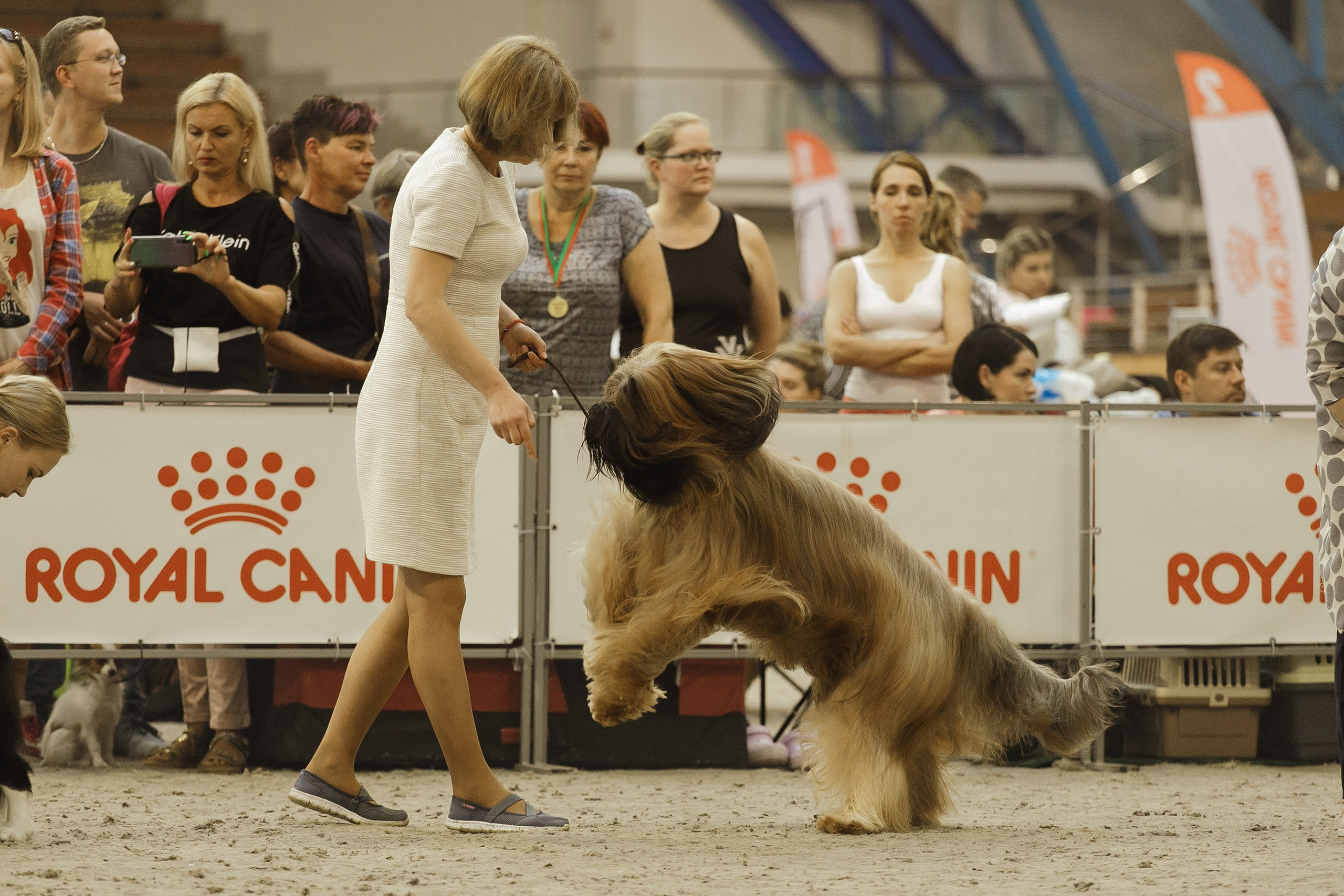Dog shows | the best ones. Kaja | fotograf psów we Wrocławiu