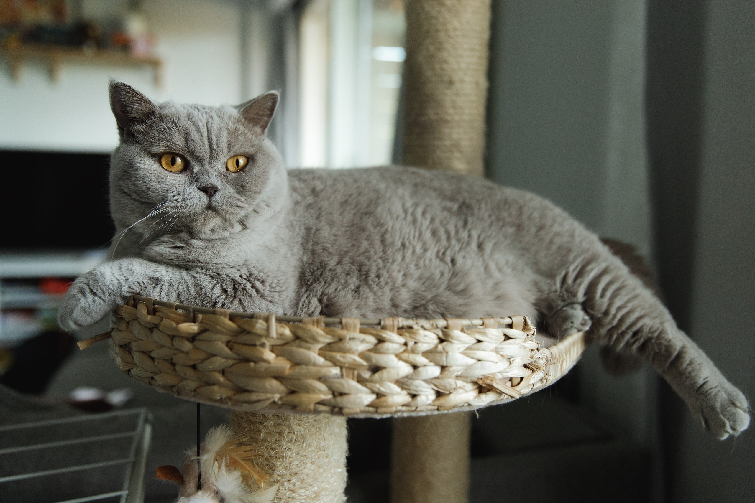 Boczka & Dimitrii. Kaja | fotograf we Wrocławiu | ludzie i psy