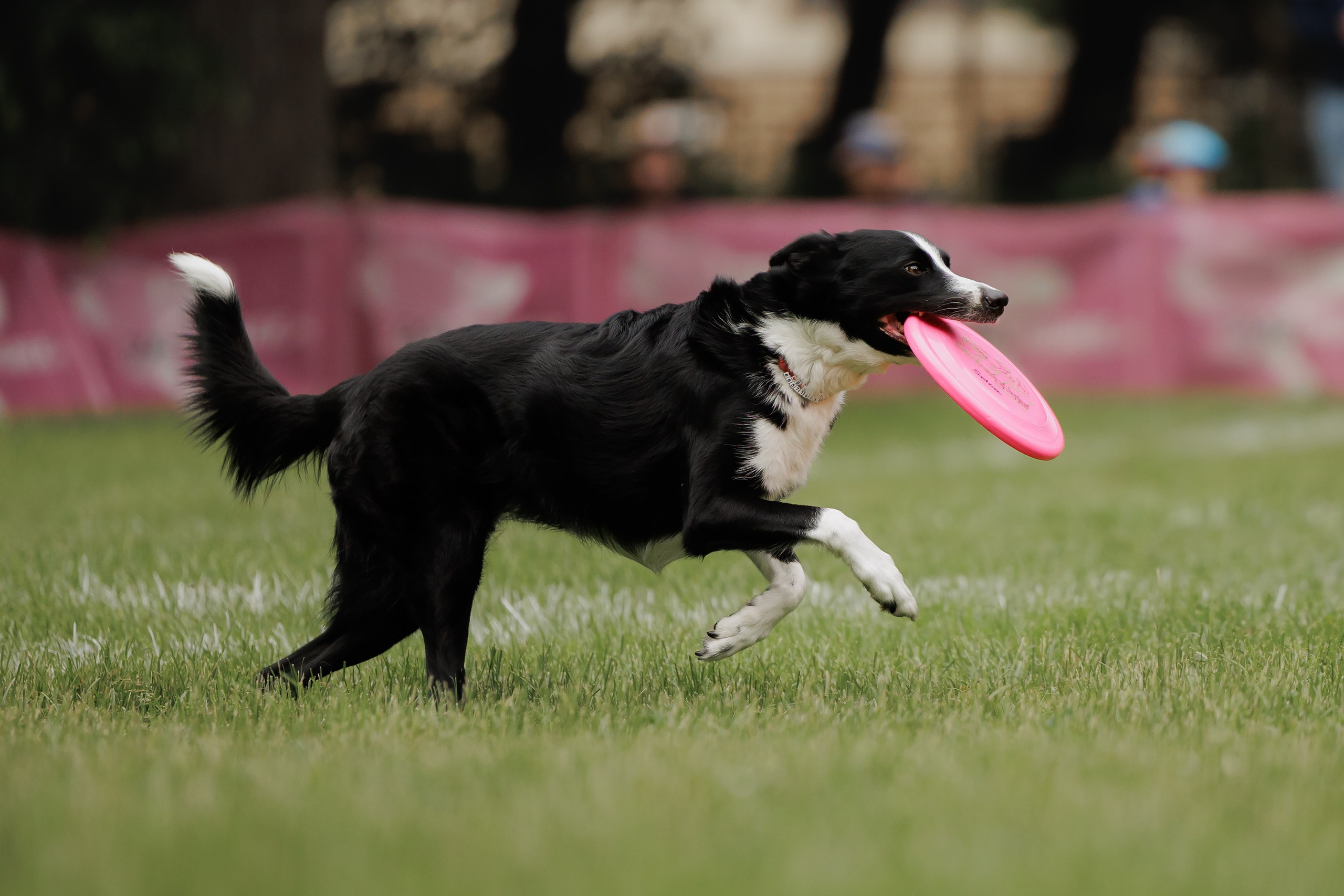 Latające psy, Wrocław'25. Kaja | fotograf psów we Wrocławiu