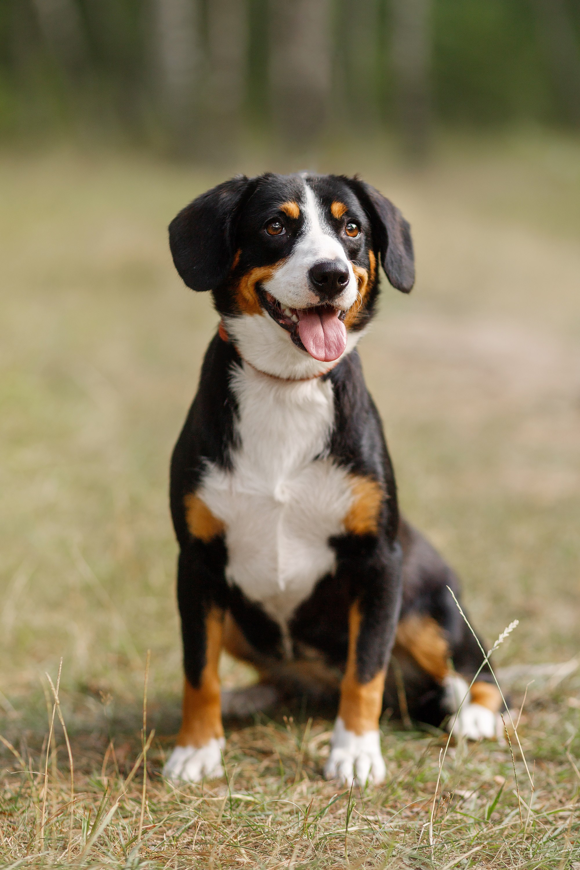 Dog shows | the best ones. Kaja | fotograf psów we Wrocławiu