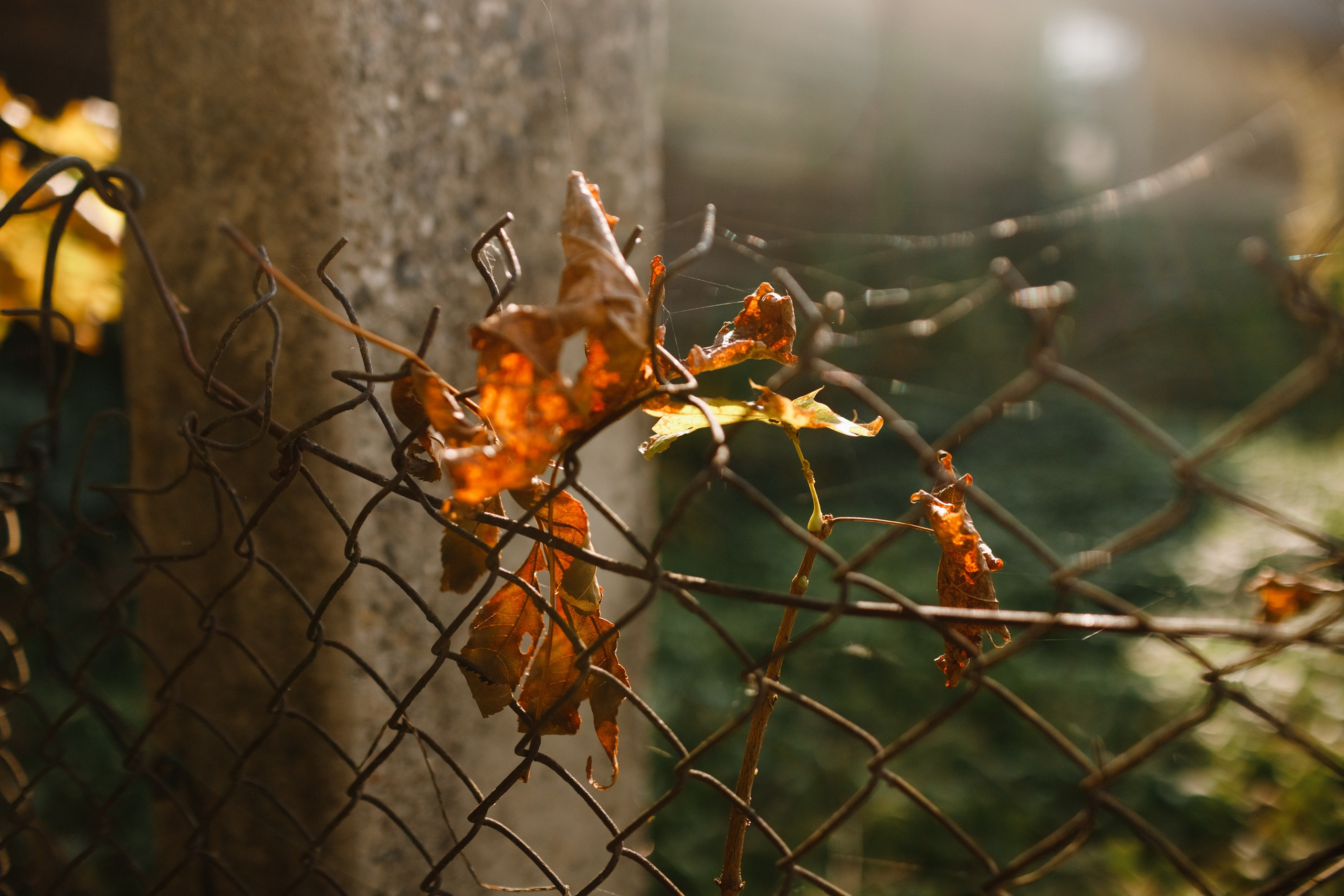 One small village in Grodno region. Kaja | fotograf we Wrocławiu | ludzie i psy