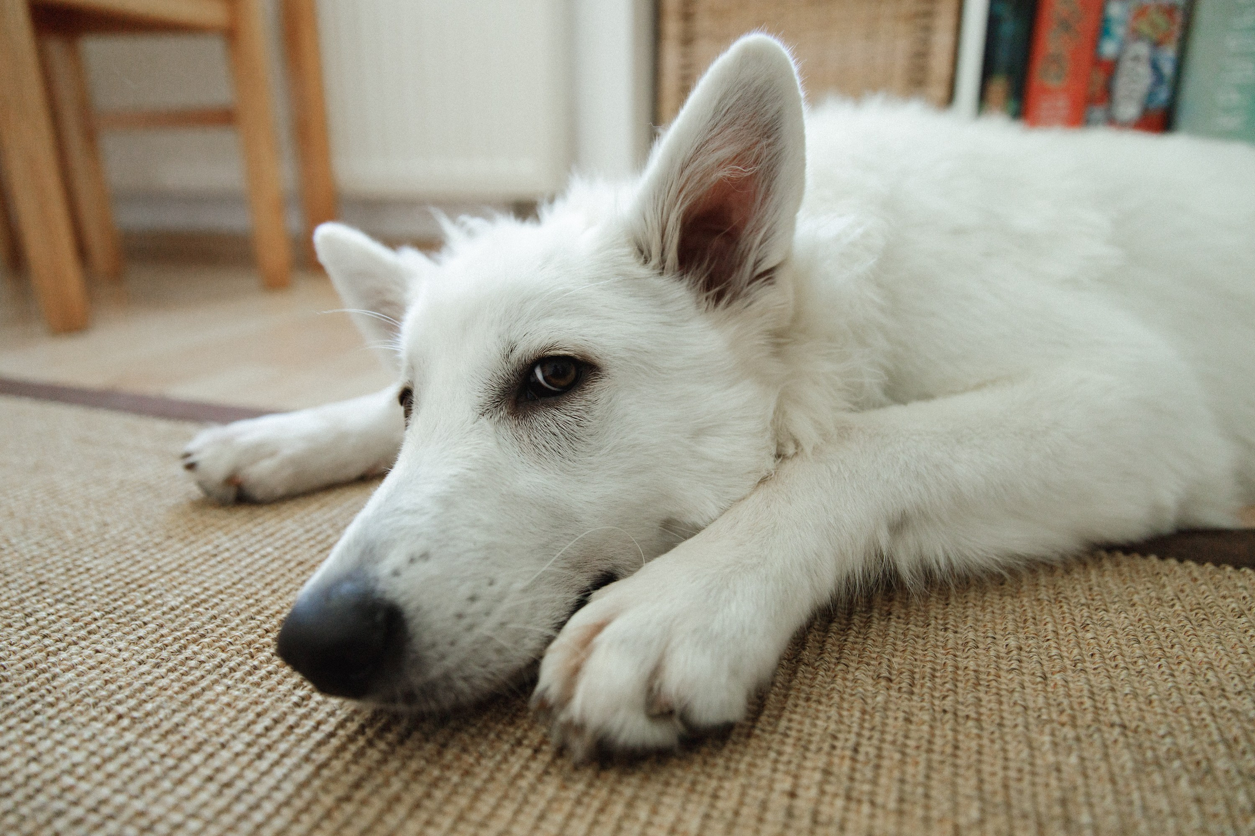 Astra in Leipzig. Kaja | fotograf we Wrocławiu | ludzie i psy