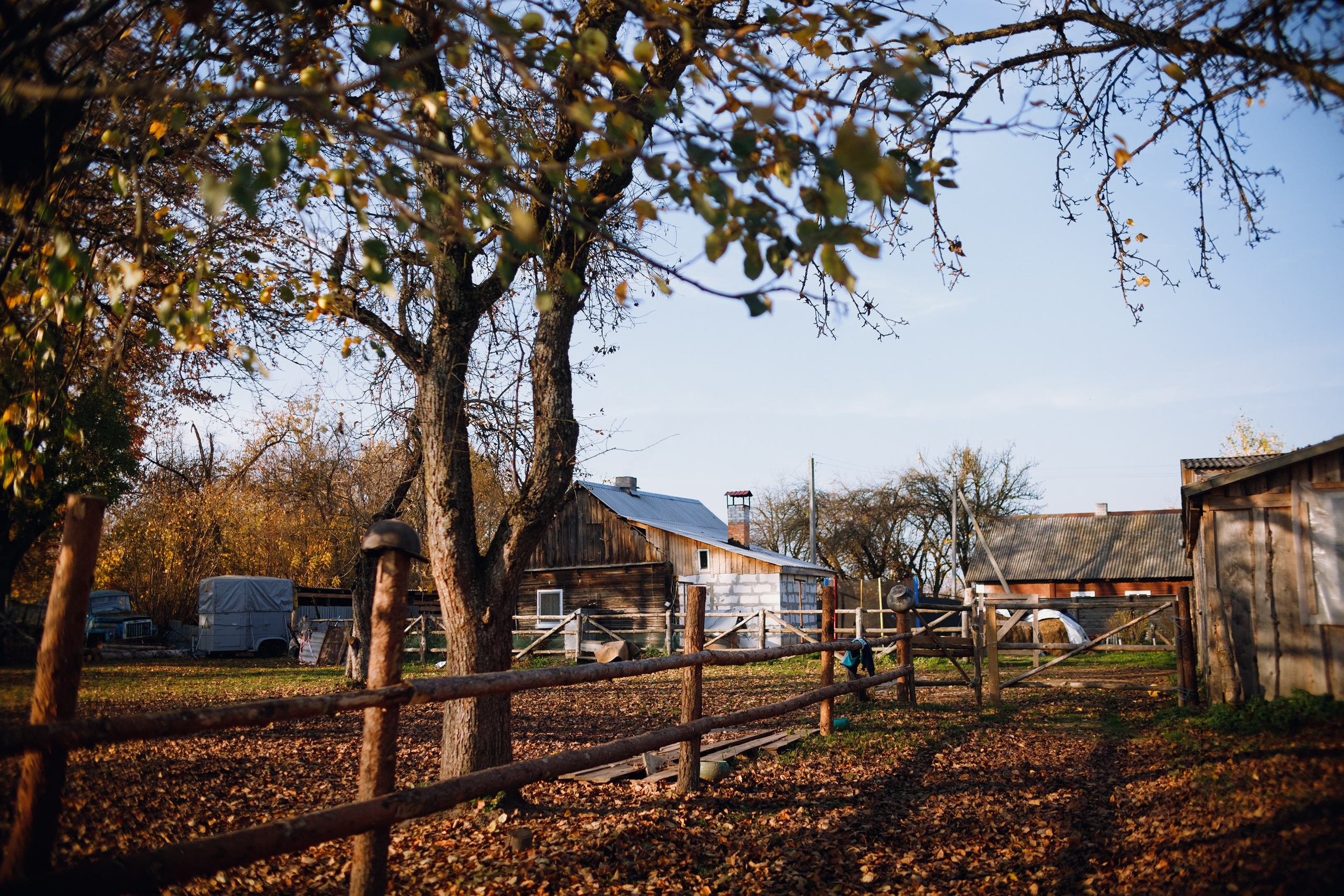 Autumn equestrian training. Kaja | fotograf psów we Wrocławiu