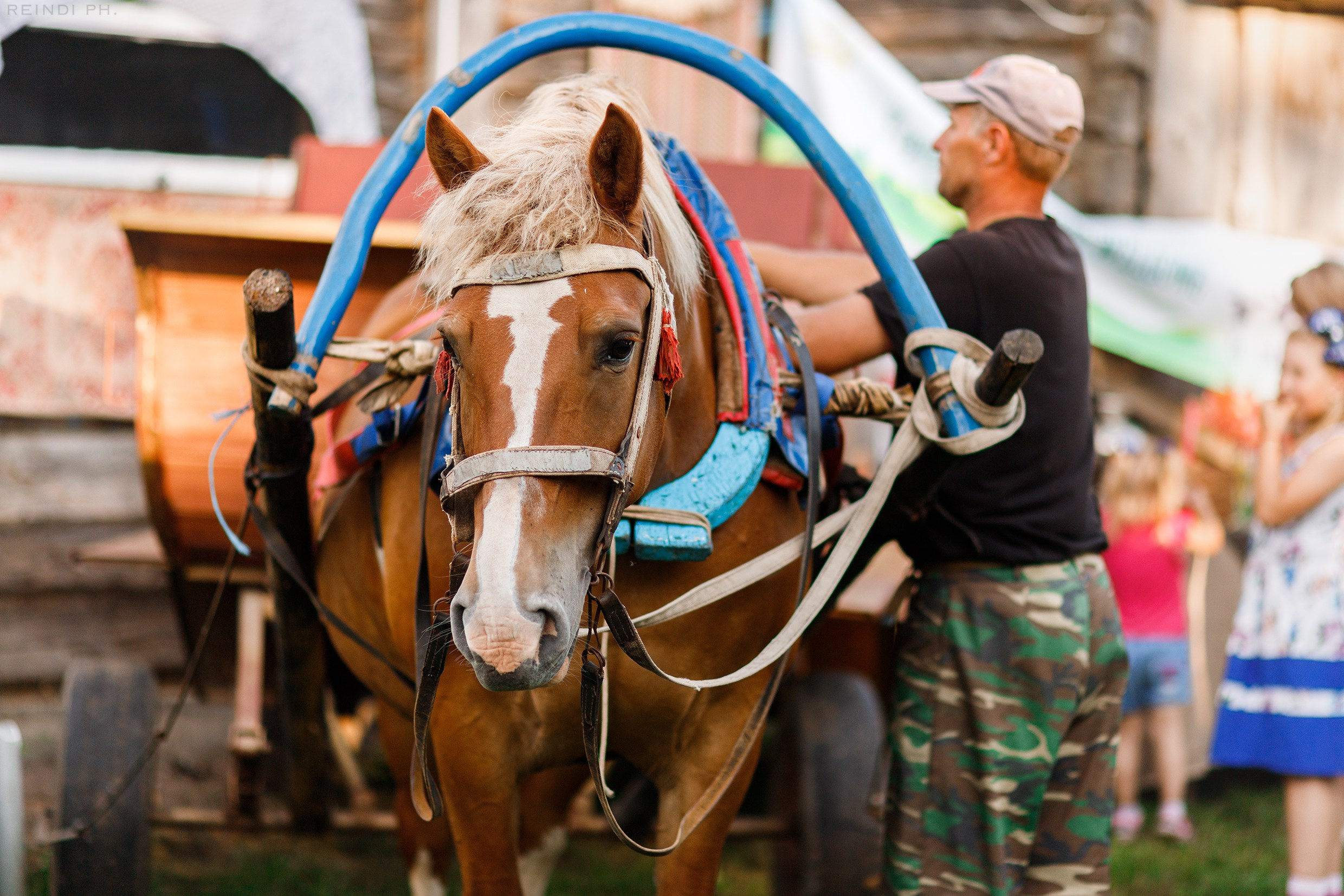 Horse show in the village. Kaja | fotograf we Wrocławiu | ludzie i psy