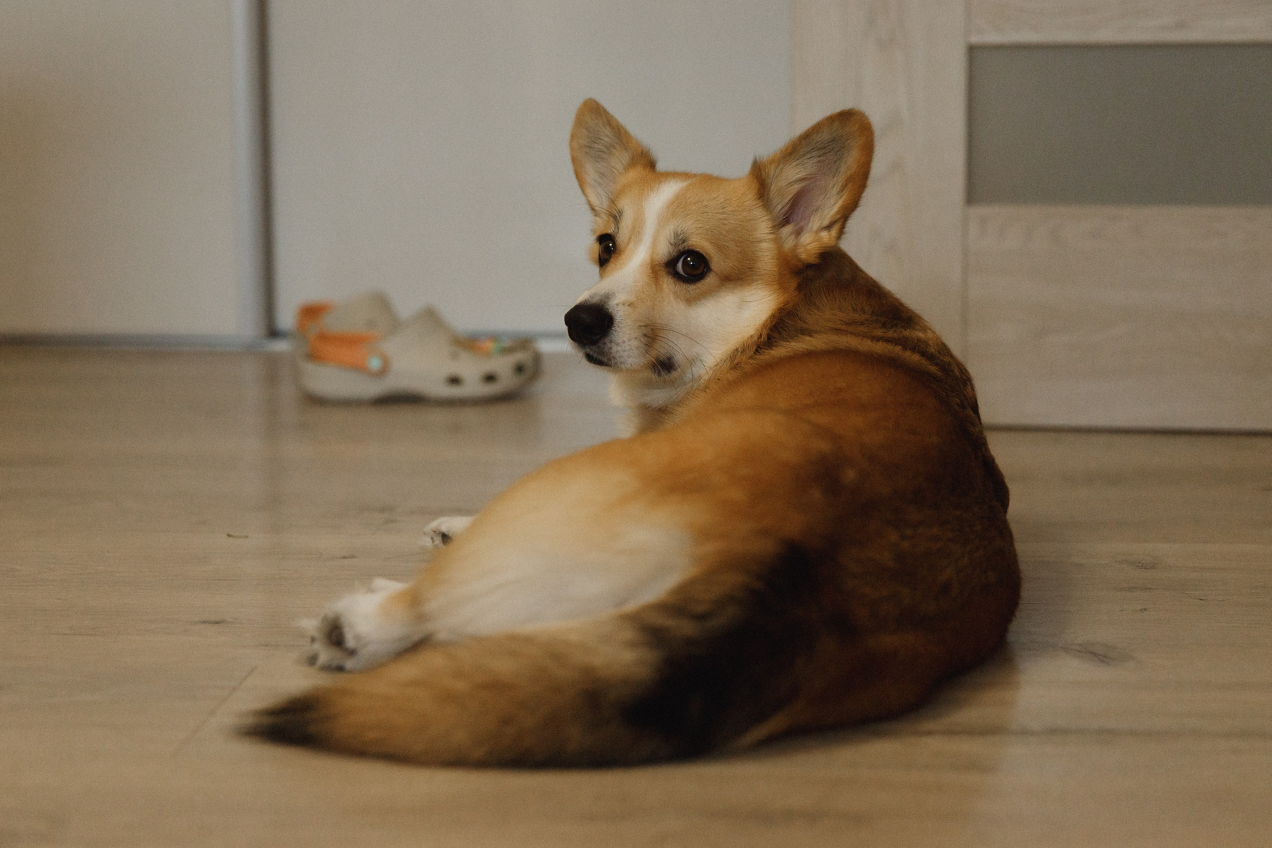 Dasha & Daisy. Kaja | fotograf psów we Wrocławiu