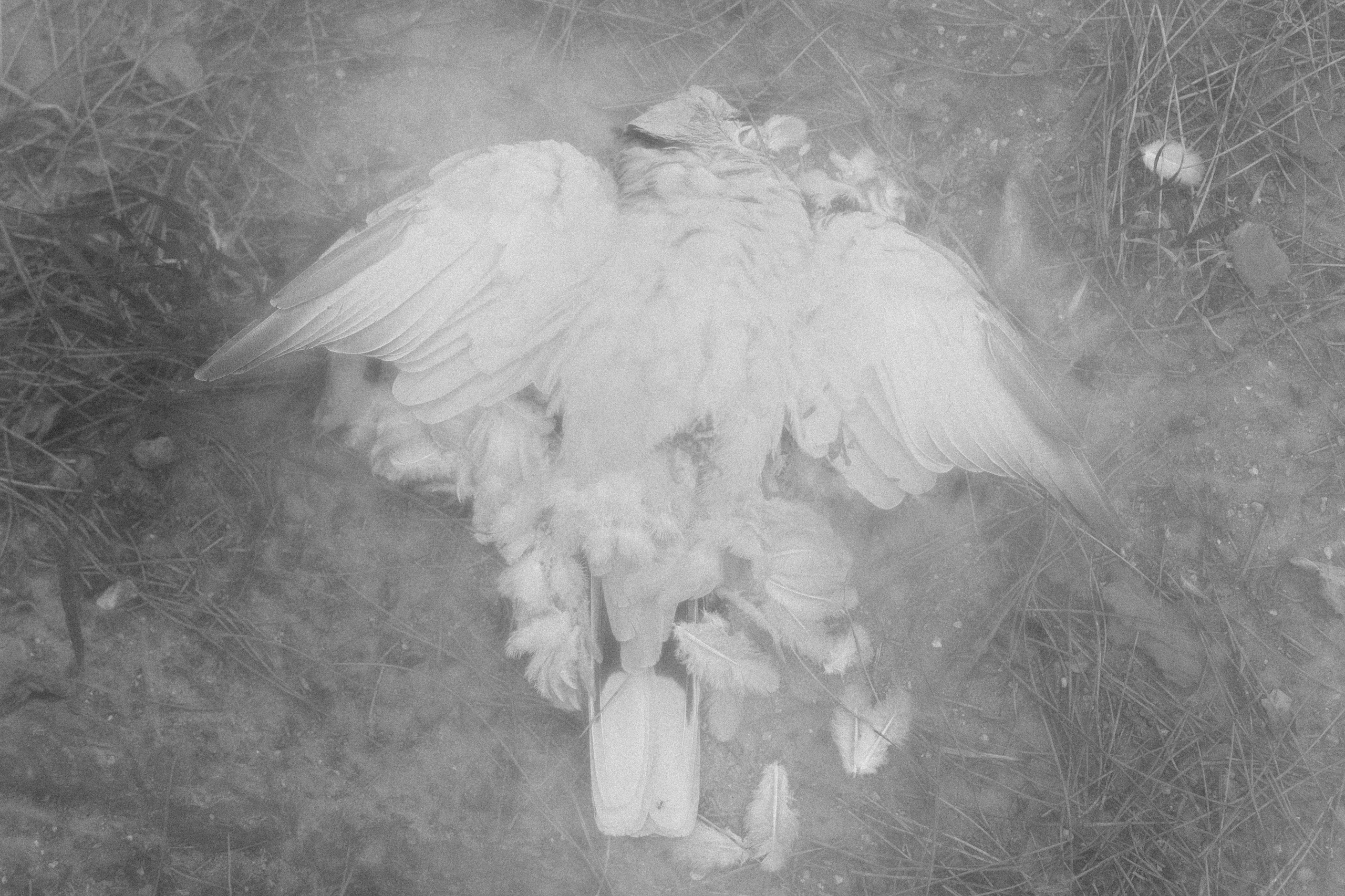 “let the wolf howl in the night”. Anna Guseva | Visual artist