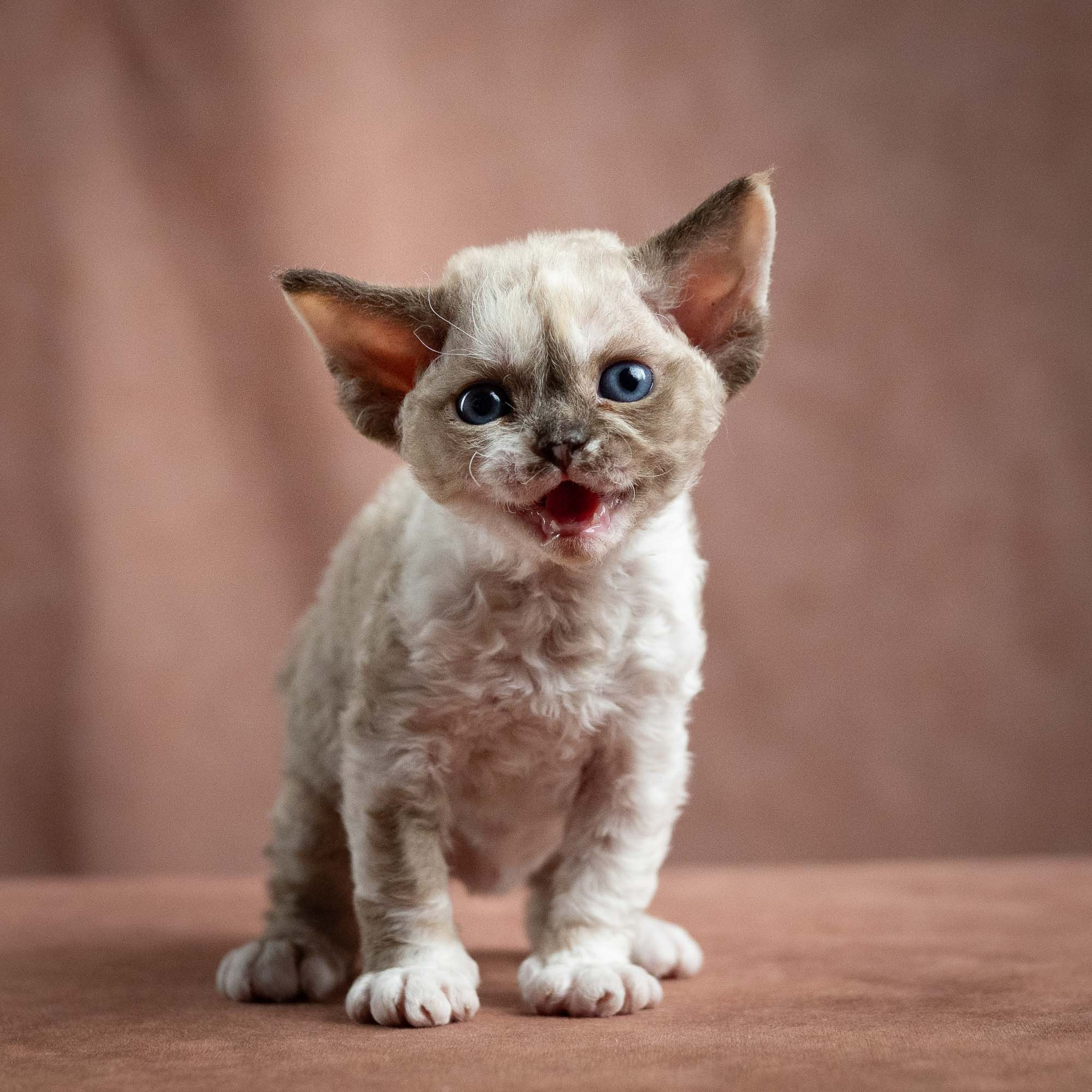 Thalia, girl, born 01.17.26. Devon Rex Pixie Cattery