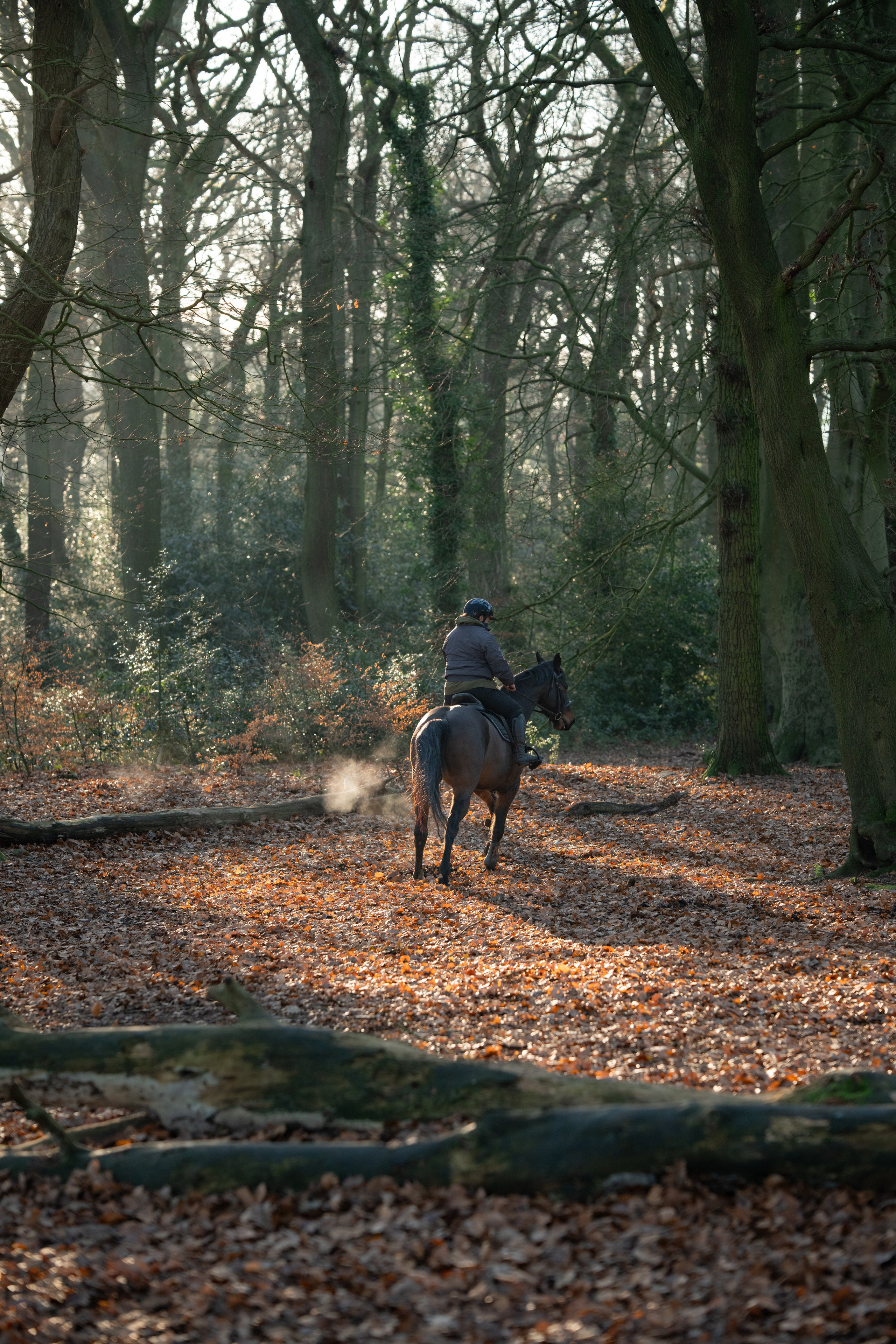 Leicestershire Equine Photography by El | Authentic Equine Portraits & Events