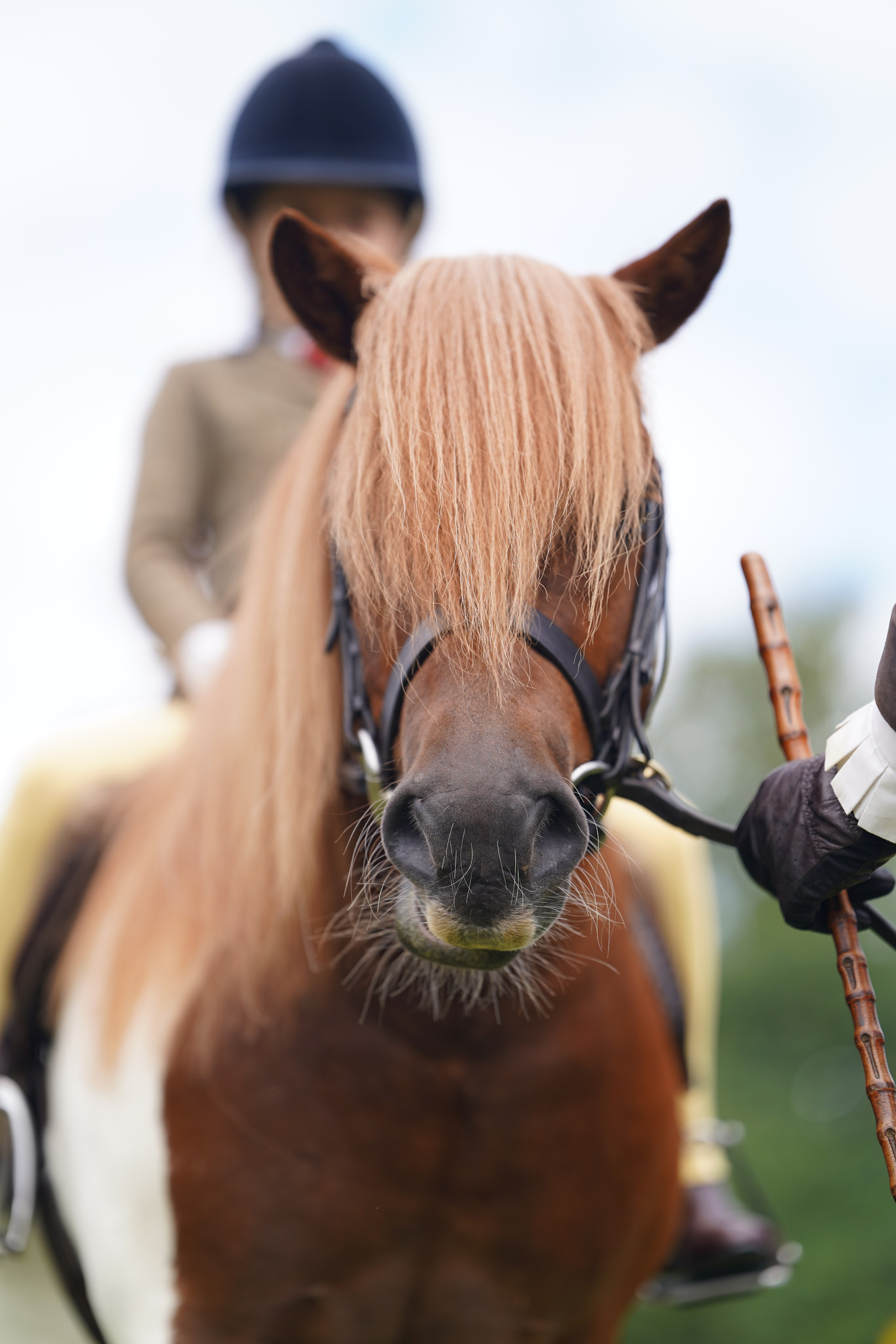 Headshots. Leicestershire Equine Photography by El | Authentic Equine Portraits & Events