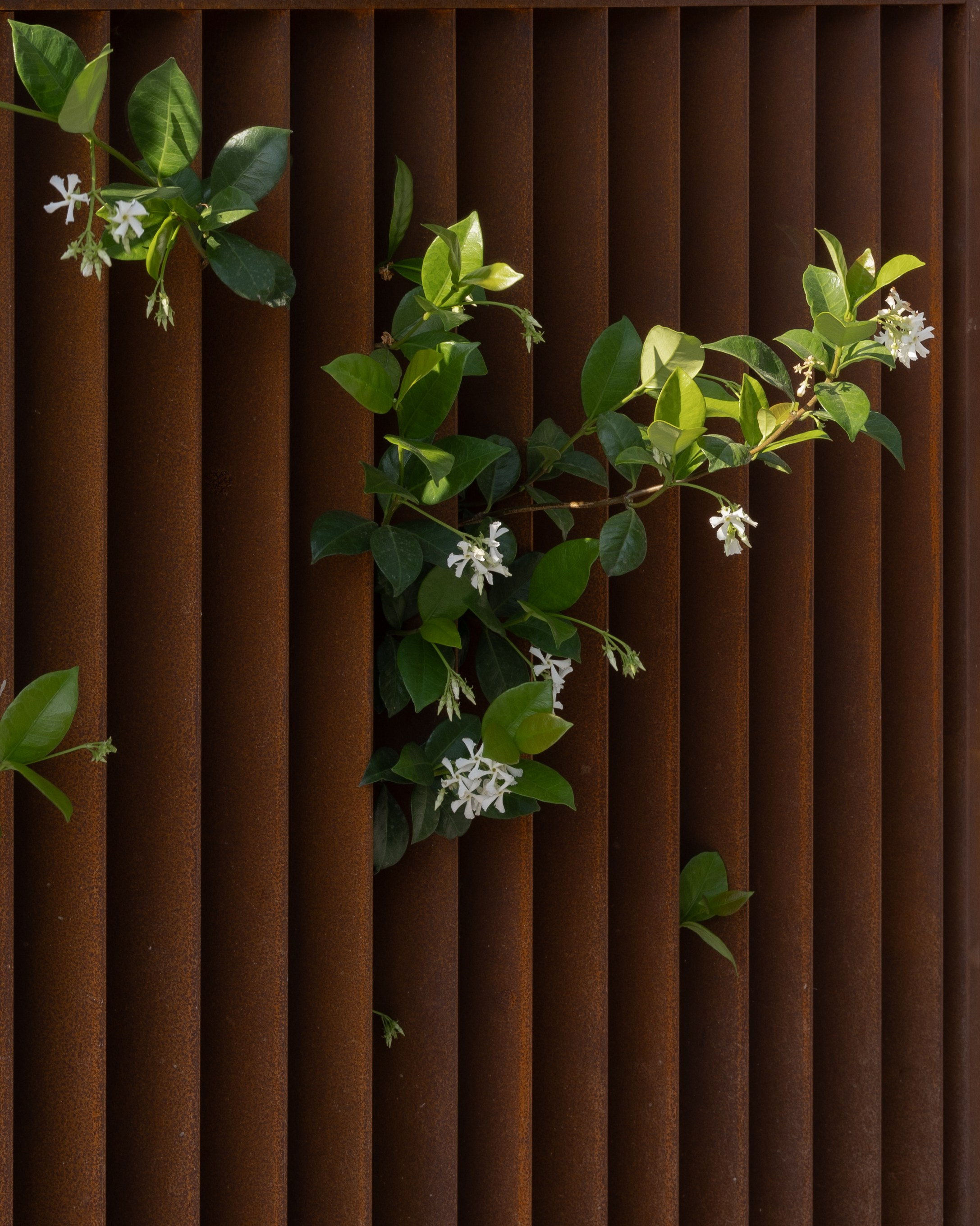 Kiryat Tivona. צילום ווידאו לעיצוב פנים ואדריכלות