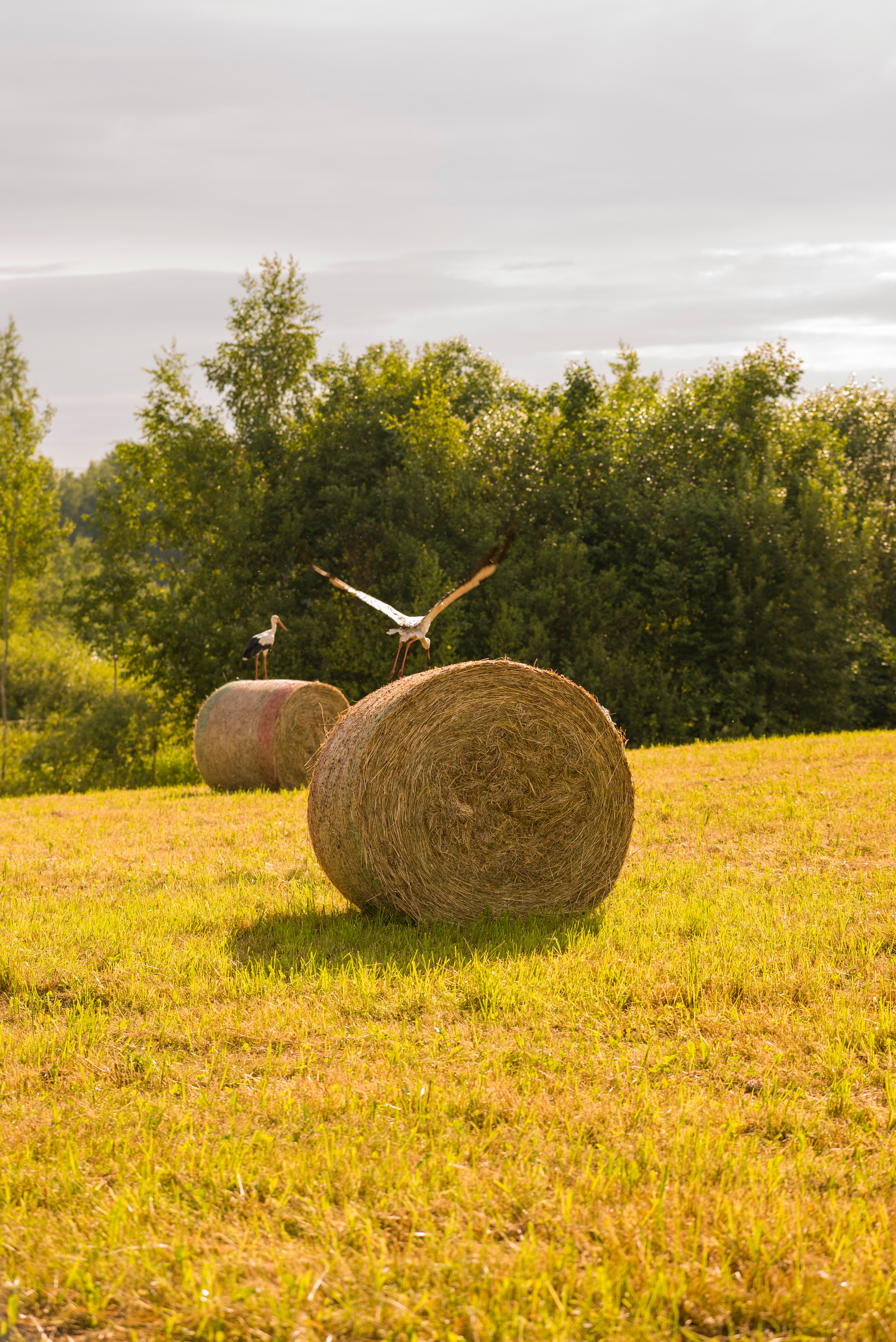 Джесамина 2 года. Кирилл 6 лет. Семейный и детский фотограф в Краславе