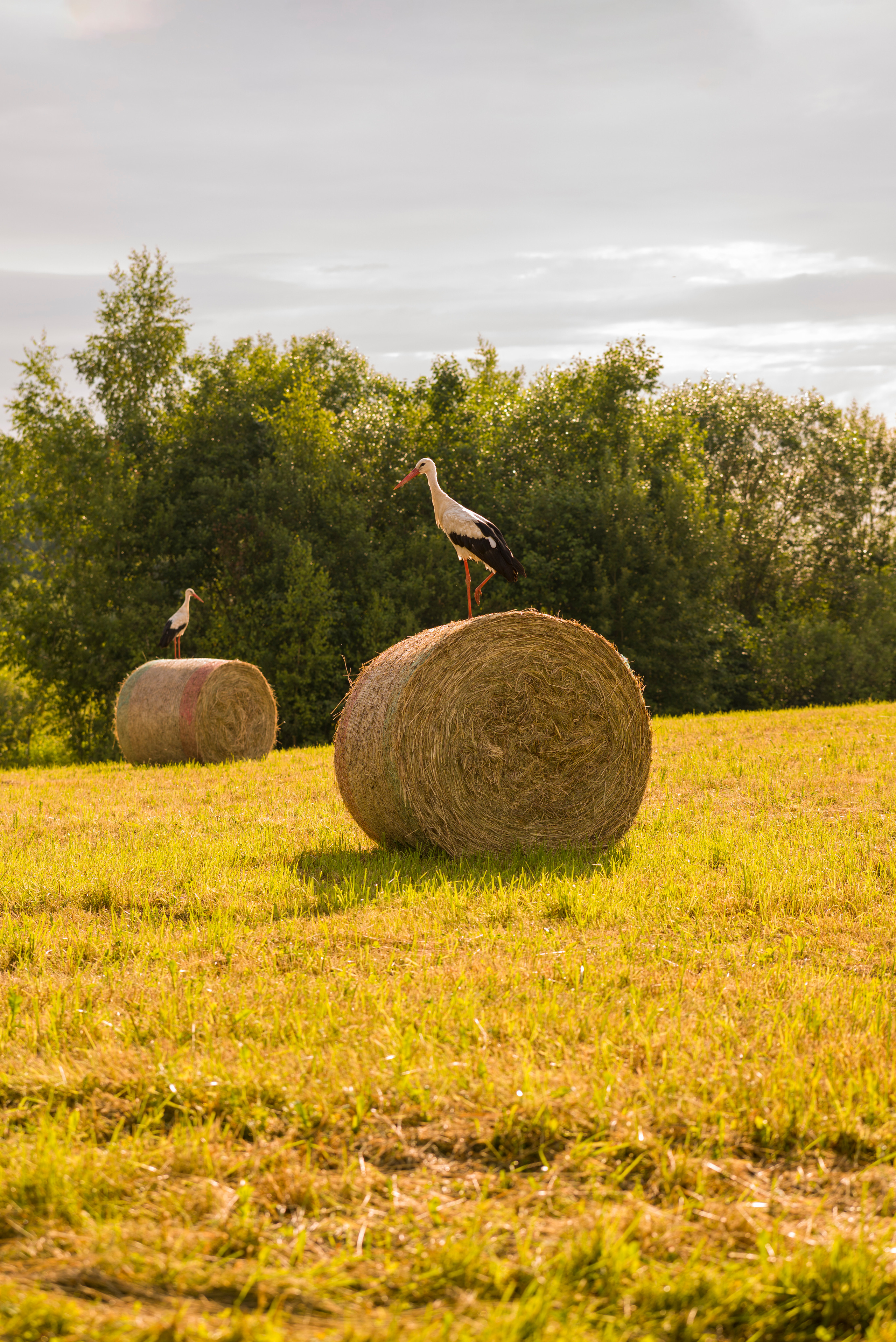 Джесамина 2 года. Кирилл 6 лет. Семейный и детский фотограф в Краславе