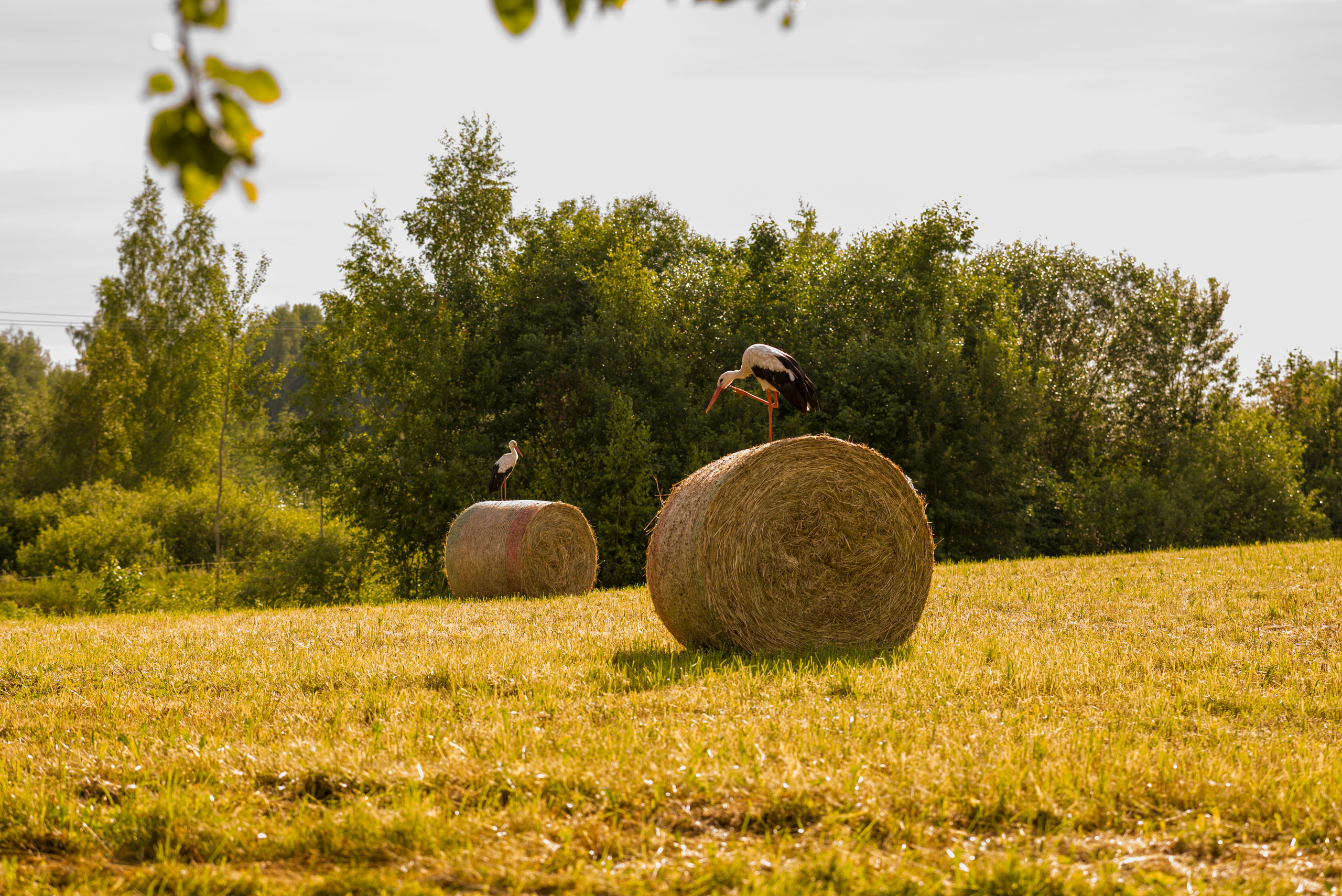 Джесамина 2 года. Кирилл 6 лет. Семейный и детский фотограф в Краславе