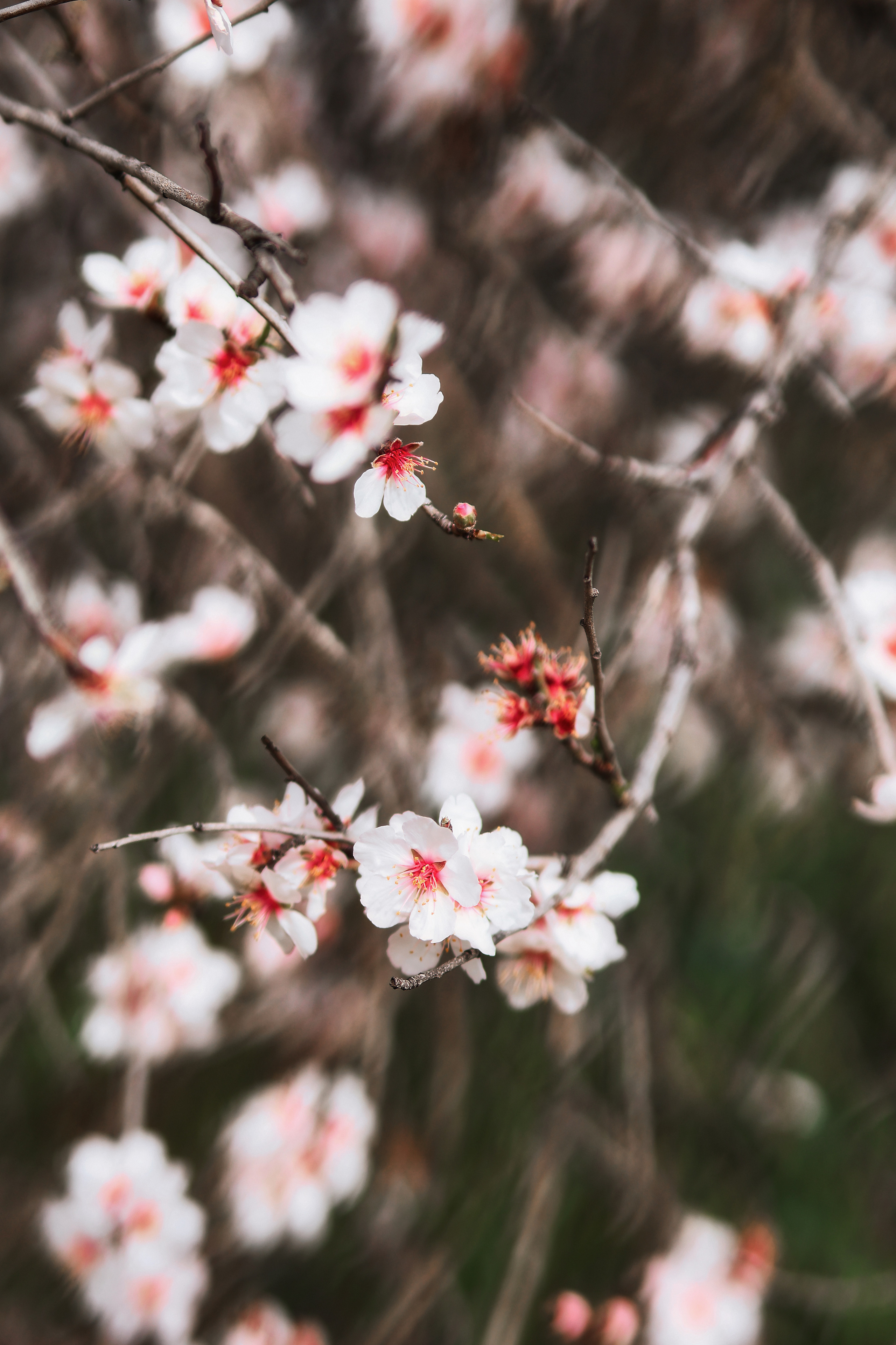 Индивидуальная фотосессия в Ларнаке. Март, 2023. Cyprus Vision. Φωτογραφίες και βίντεο στην Κύπρο — Αγία Νάπα, Πρωταράς