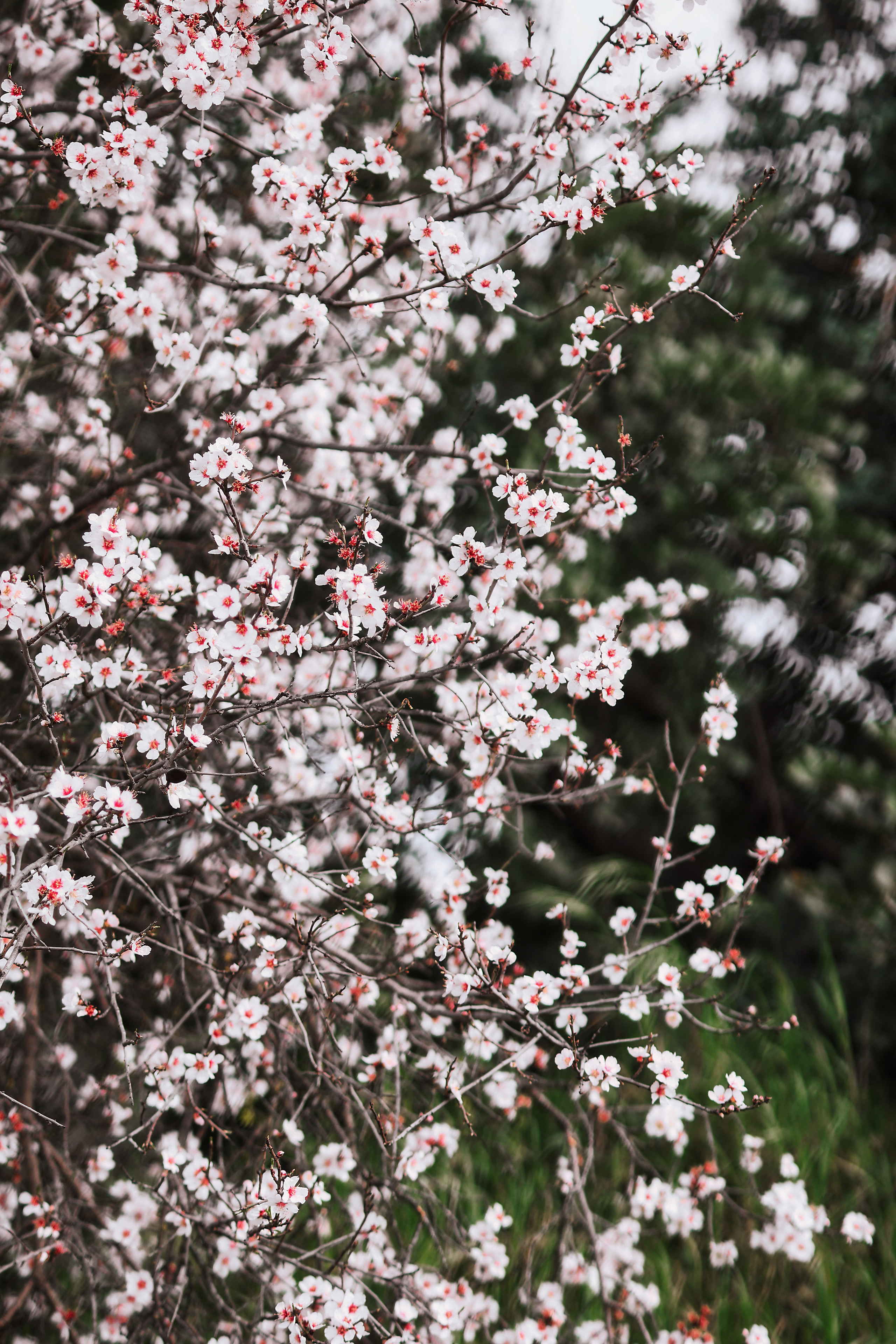 Индивидуальная фотосессия в Ларнаке. Март, 2023. Cyprus Vision. Φωτογραφίες και βίντεο στην Κύπρο — Αγία Νάπα, Πρωταράς
