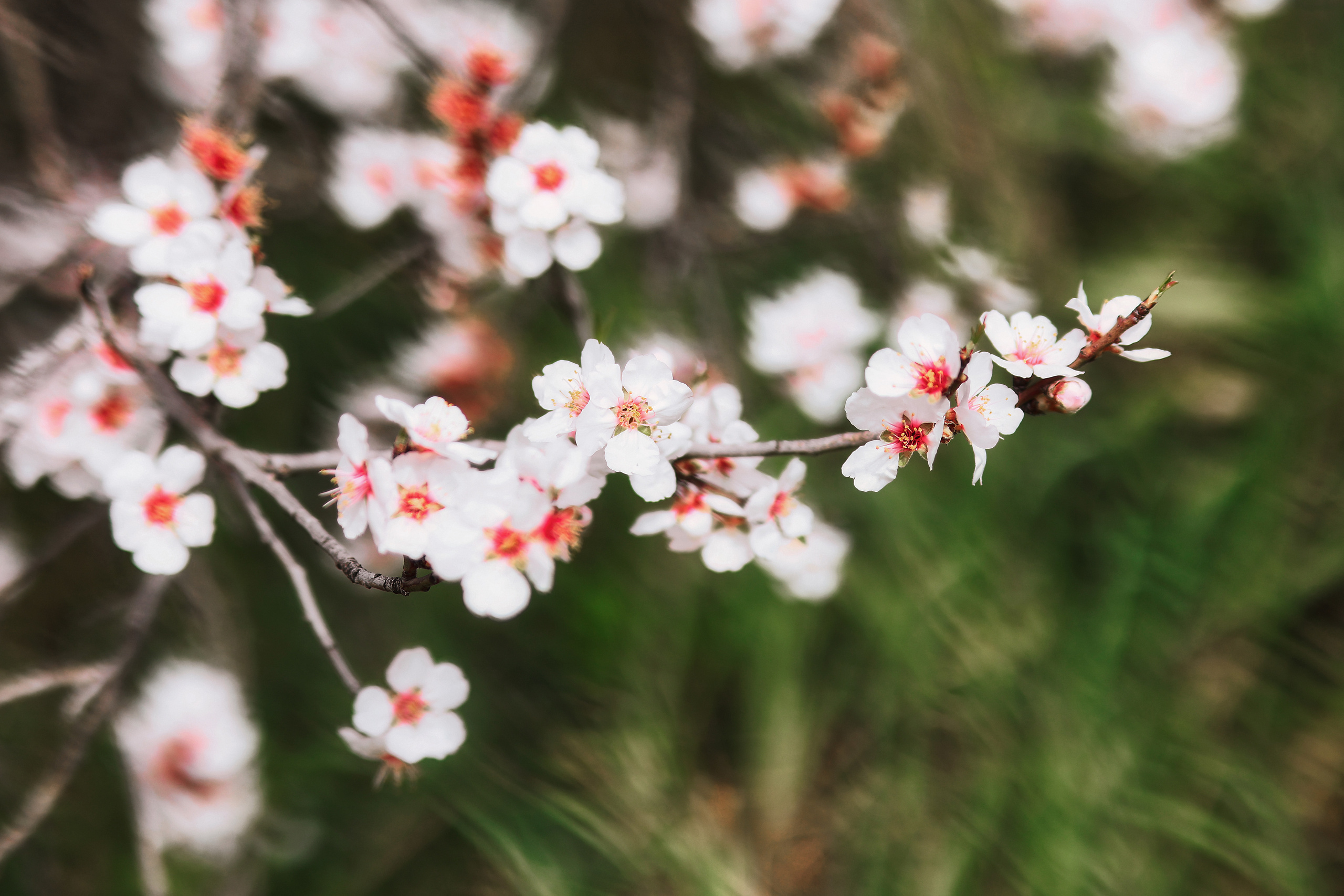 Индивидуальная фотосессия в Ларнаке. Март, 2023. Cyprus Vision. Φωτογραφίες και βίντεο στην Κύπρο — Αγία Νάπα, Πρωταράς