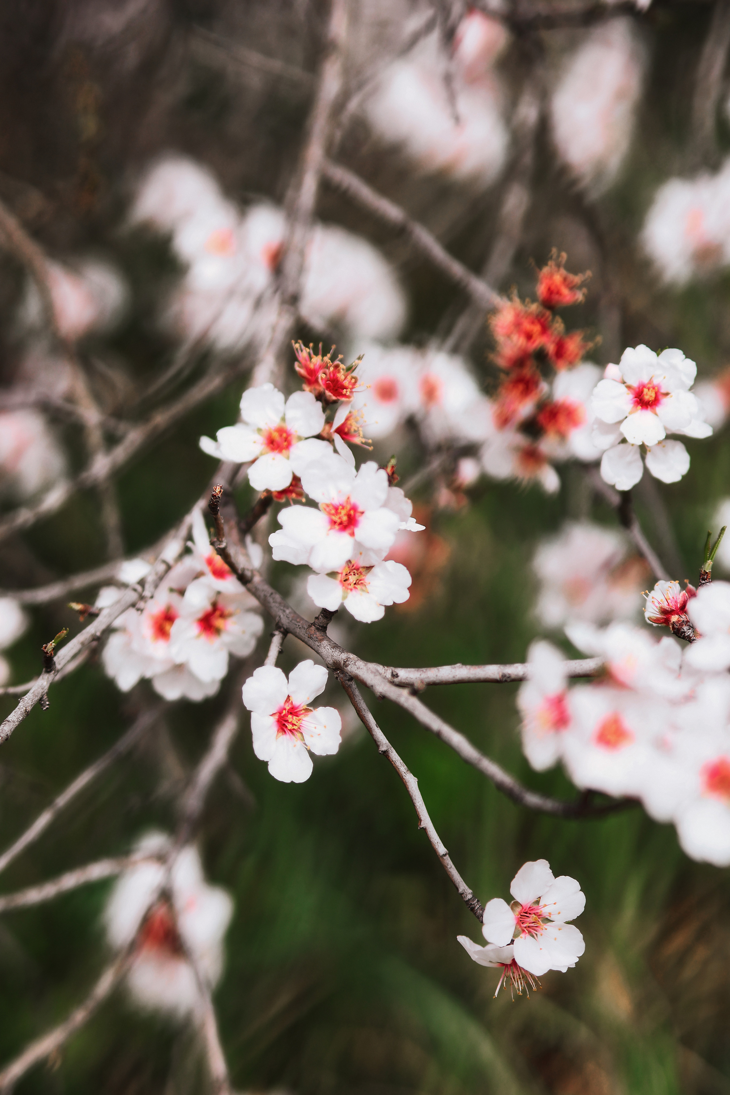 Индивидуальная фотосессия в Ларнаке. Март, 2023. Cyprus Vision. Φωτογραφίες και βίντεο στην Κύπρο — Αγία Νάπα, Πρωταράς