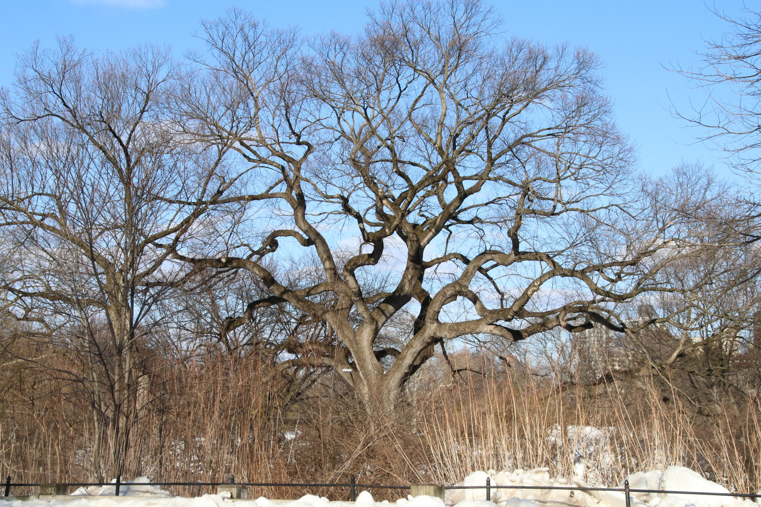 New York 2026. Photographer Marina, city of Nuremberg